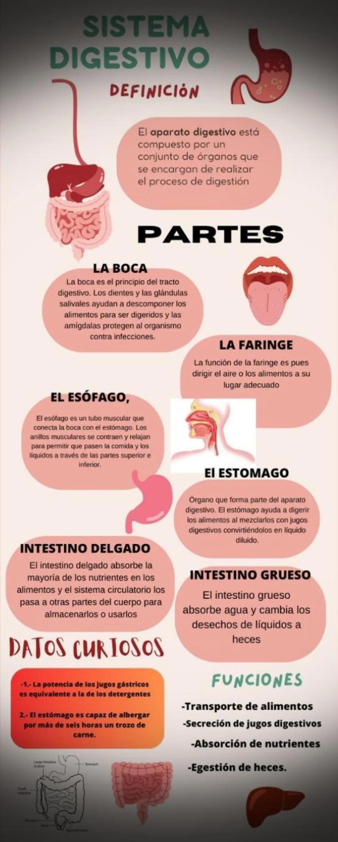 SISTEMA
DIGESTIVO
DEFINICIÓN
El aparato digestivo está
compuesto por un
conjunto de órganos que
se encargan de realizar
el proceso de digest