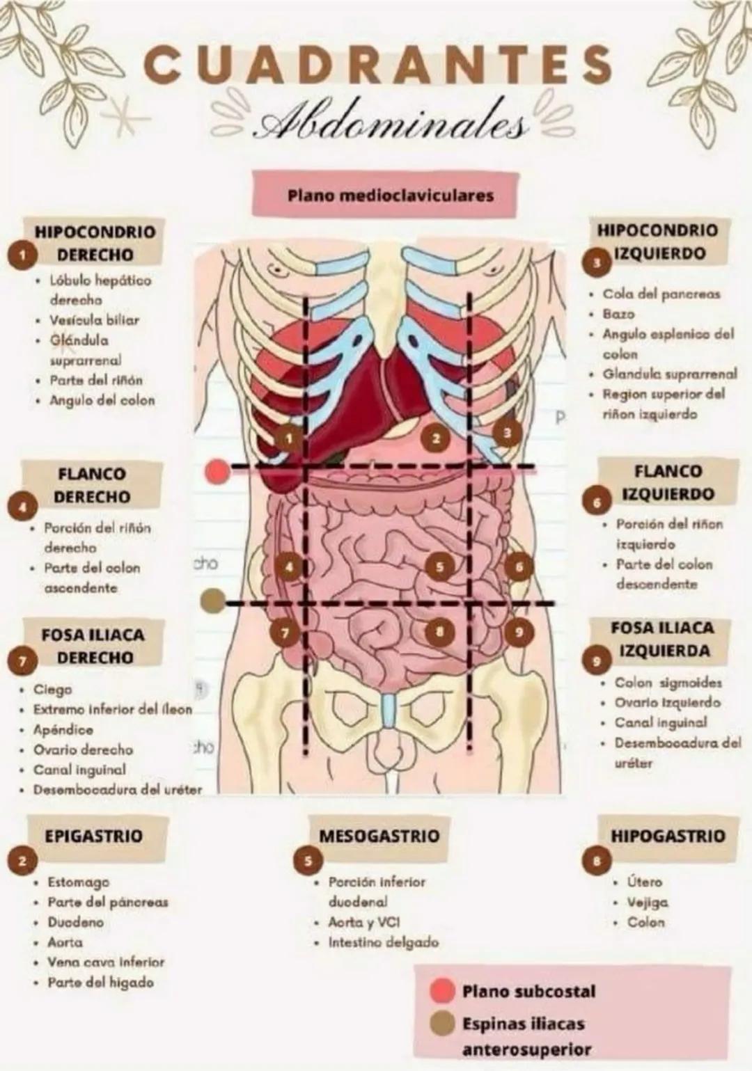 # CUADRANTES
Abdominales
Plano medioclaviculares
1
HIPOCONDRIO
DERECHO
* Lóbulo hepático
derecha
* Vesícula biliar
* Glándula
suprar