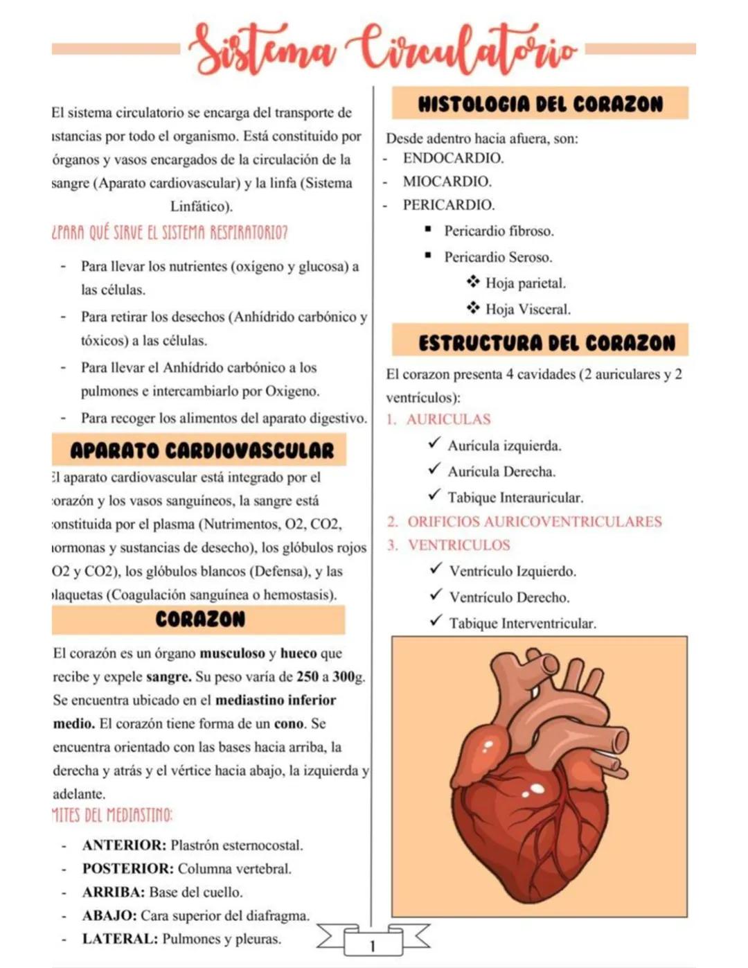 Sistema circulatorio