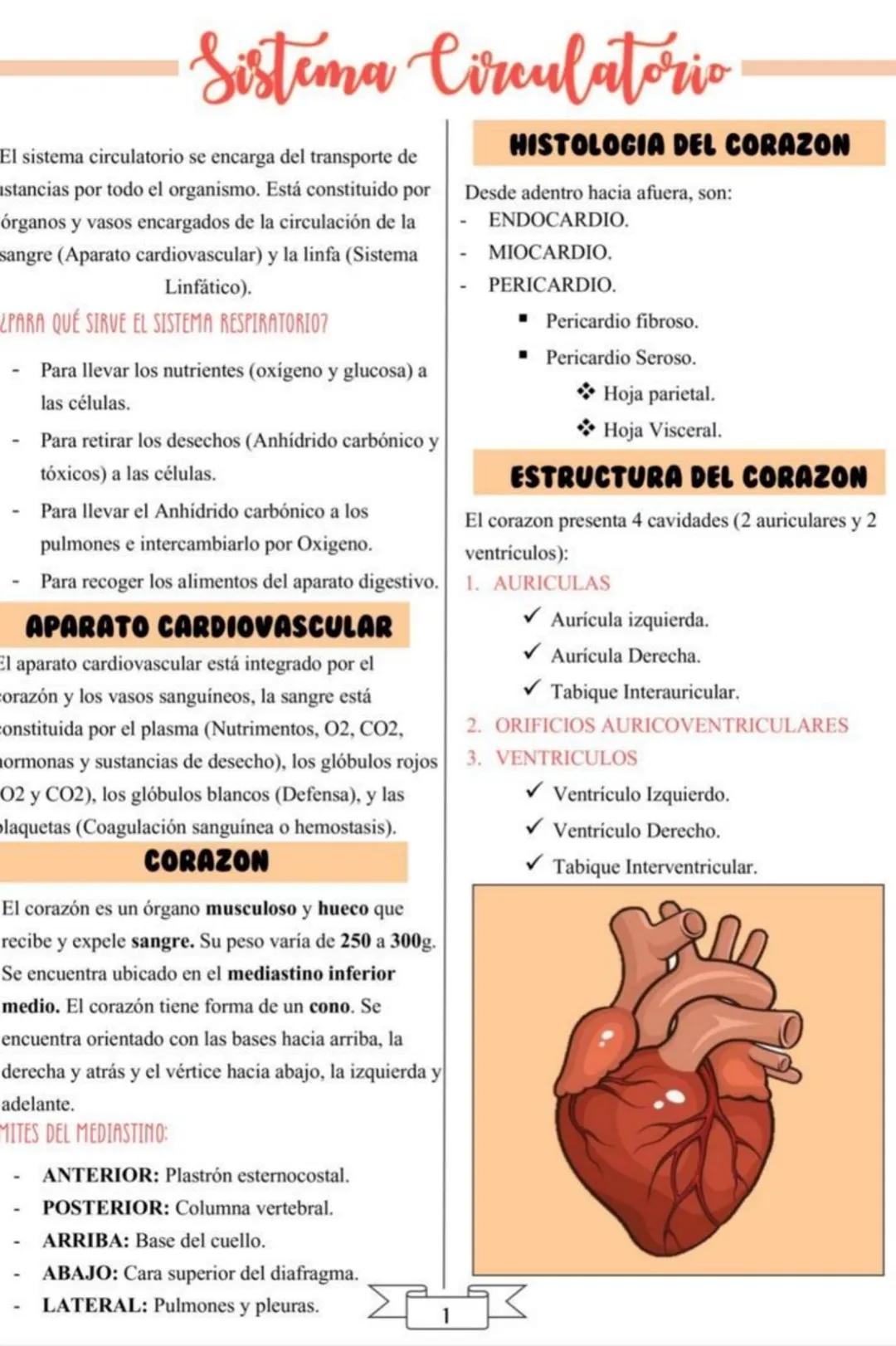 Sistema Circulatorio
El sistema circulatorio se encarga del transporte de
stancias por todo el organismo. Está constituido por
órganos y vas