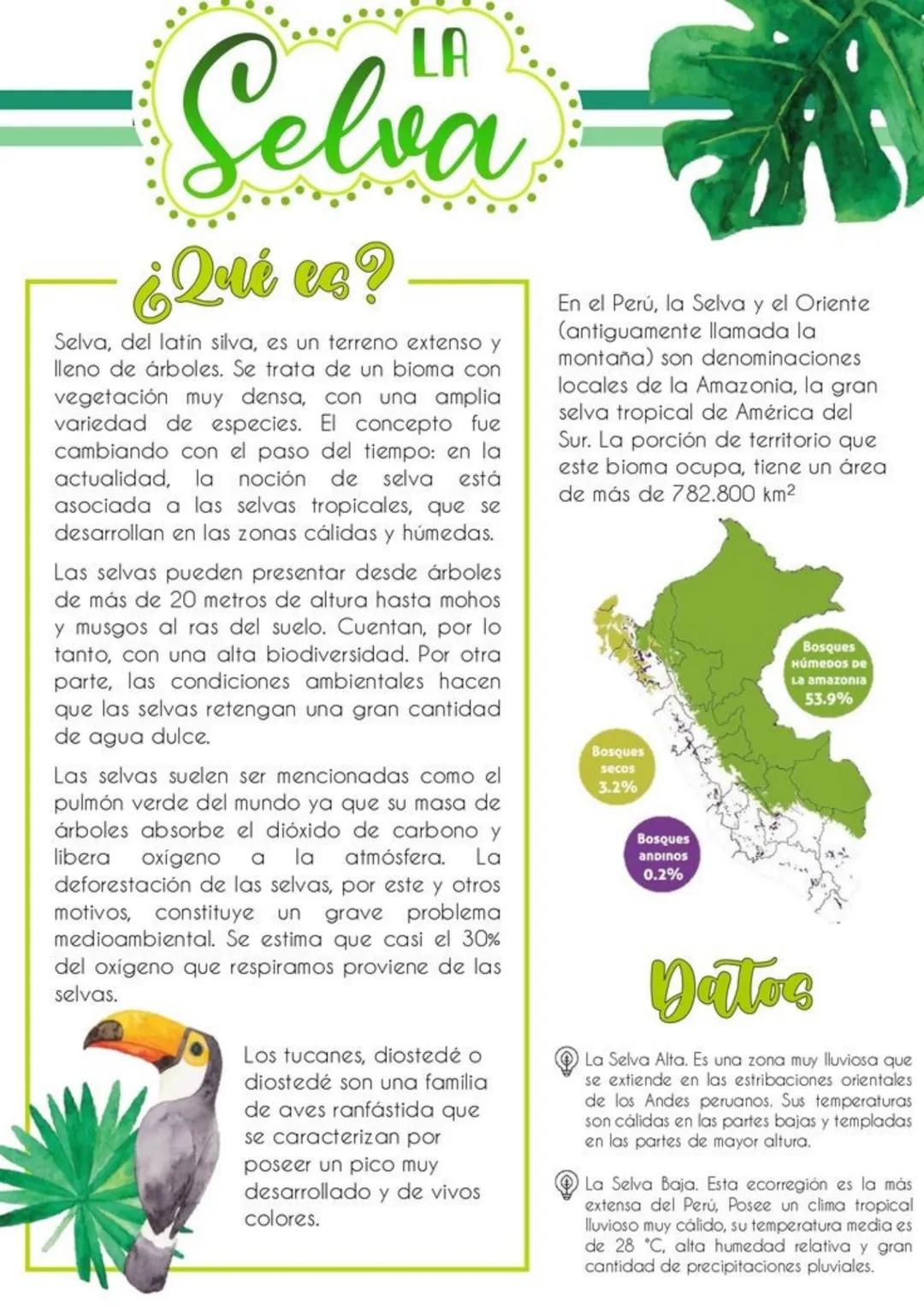 Selva
¿Qué es?
Selva, del latin silva, es un terreno extenso y
lleno de árboles. Se trata de un bioma con
vegetación muy densa, con una ampl