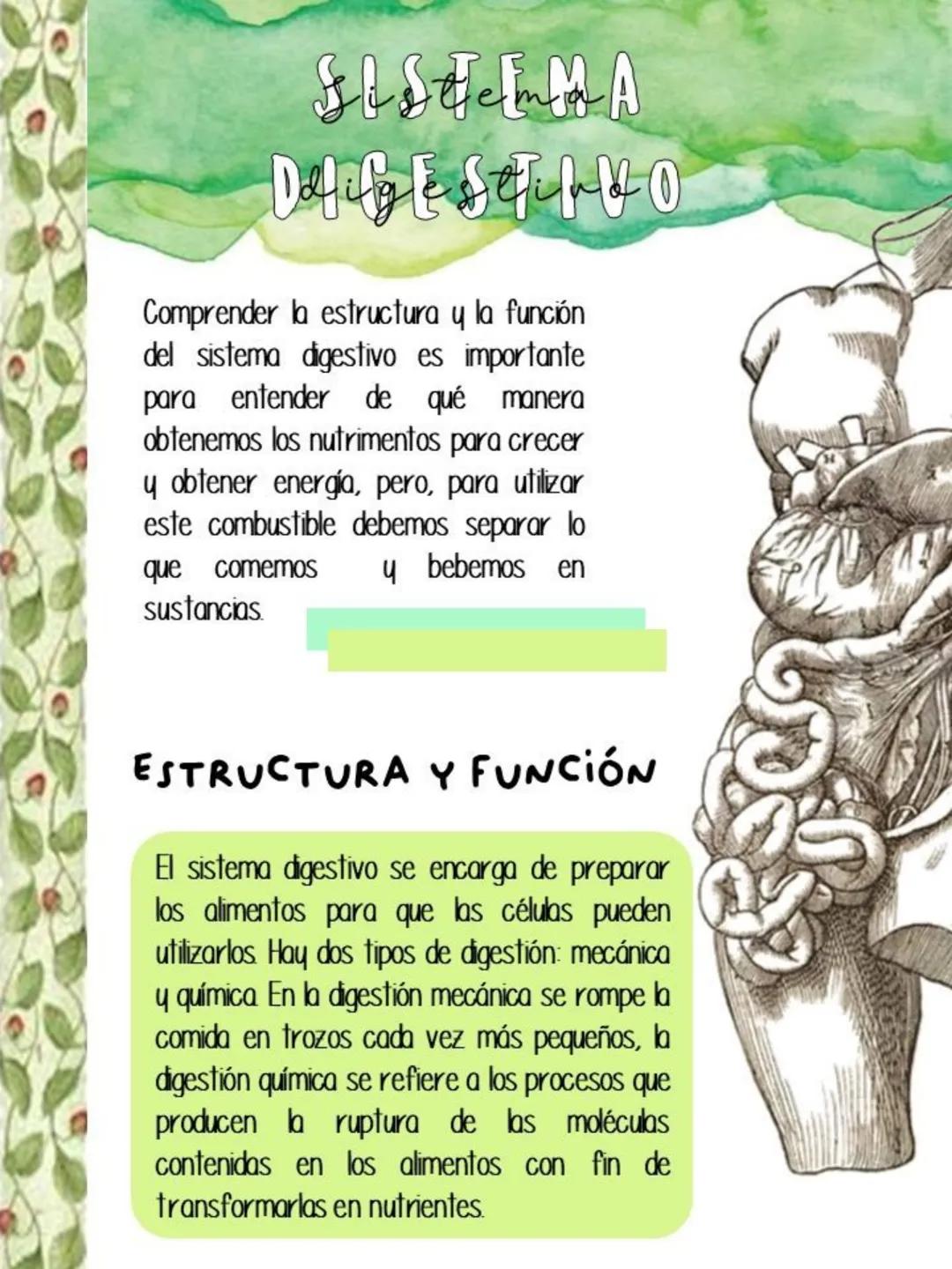FL STEMMA
Datible STIVO
Comprender la estructura y la función
del sistema digestivo es importante
para entender de qué manera
obtenemos los