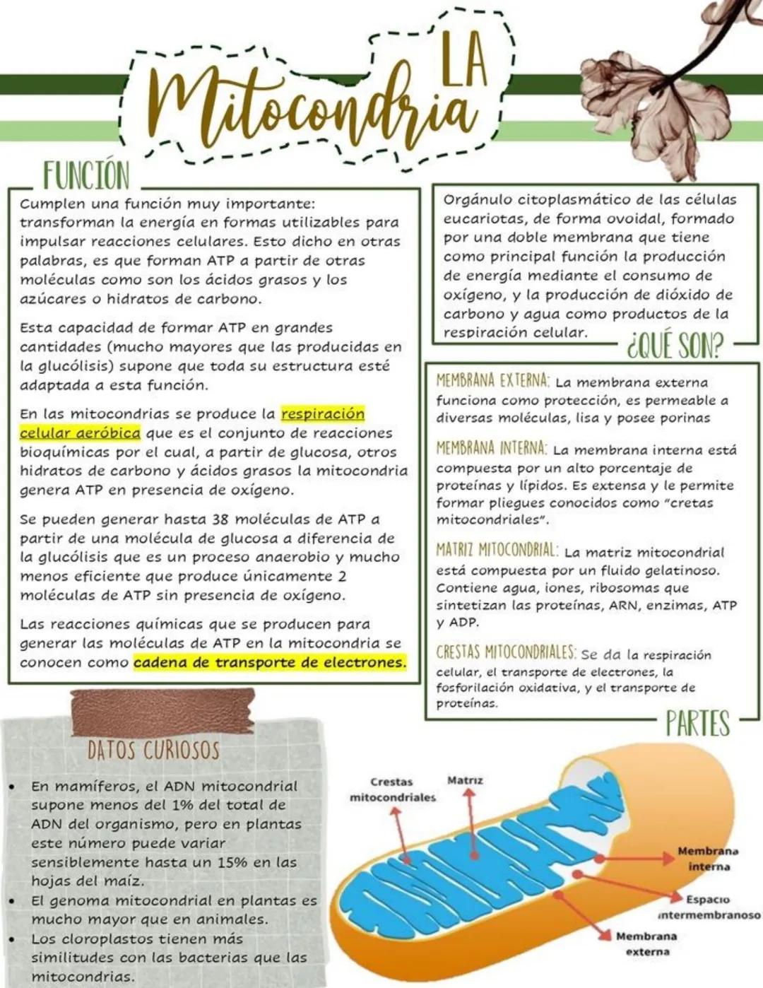 FUNCIÓN
LA
Mitocondria
Cumplen una función muy importante:
transforman la energía en formas utilizables para
impulsar reacciones celulares.