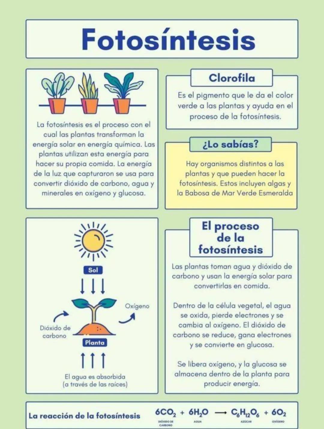 Fotosíntesis
LAY
La fotosíntesis es el proceso con el
cual las plantas transforman la
energía solar en energía química. Las
plantas utilizan