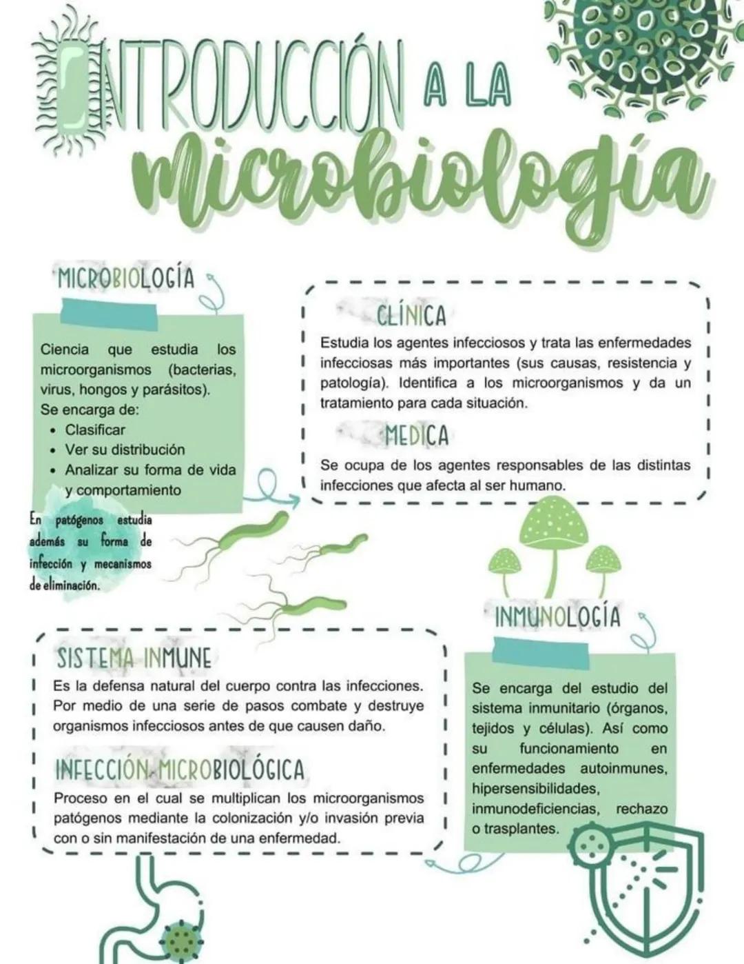 NTRODUCCIÓN A LA
microbiología
MICROBIOLOGÍA
Ciencia
que estudia
los
microorganismos (bacterias,
virus, hongos y parásitos).
Se encarga de: