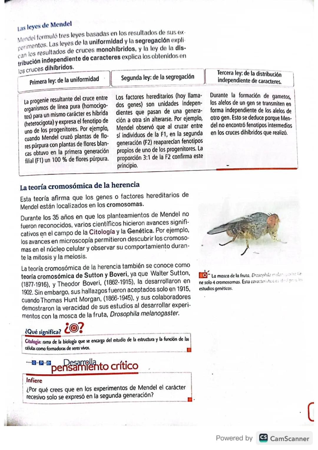 # Las leyes de Mendel
Mendel formuló tres leyes basadas en los resultados de sus ex-
perimentos. Las leyes de la uniformidad y la segregaci