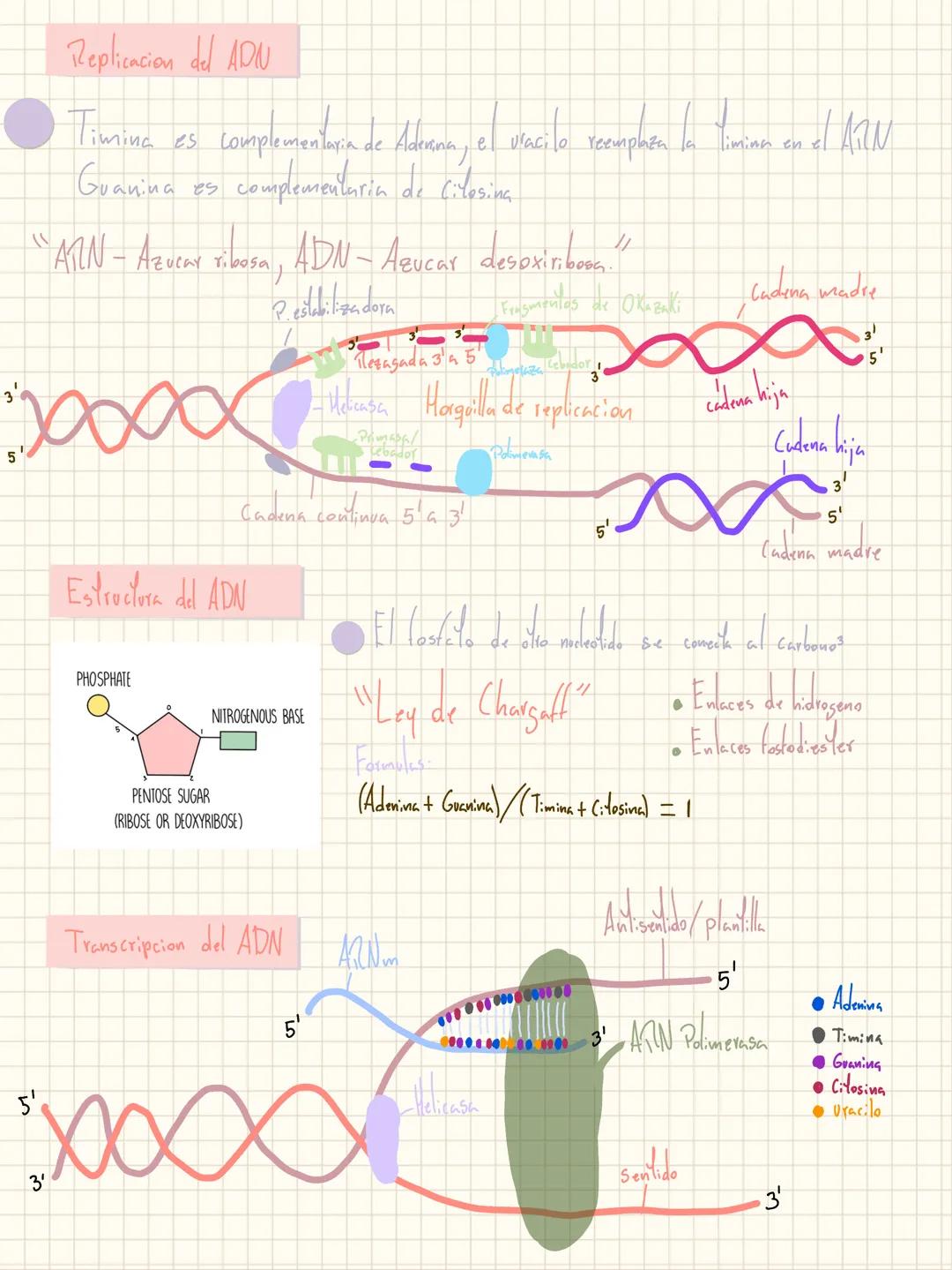 # Replicacion del ADN
Timina es complementara de Advana, el vacilo reempaten la timinen en el AIN
Guanina es complementarin de Cilosing
"A