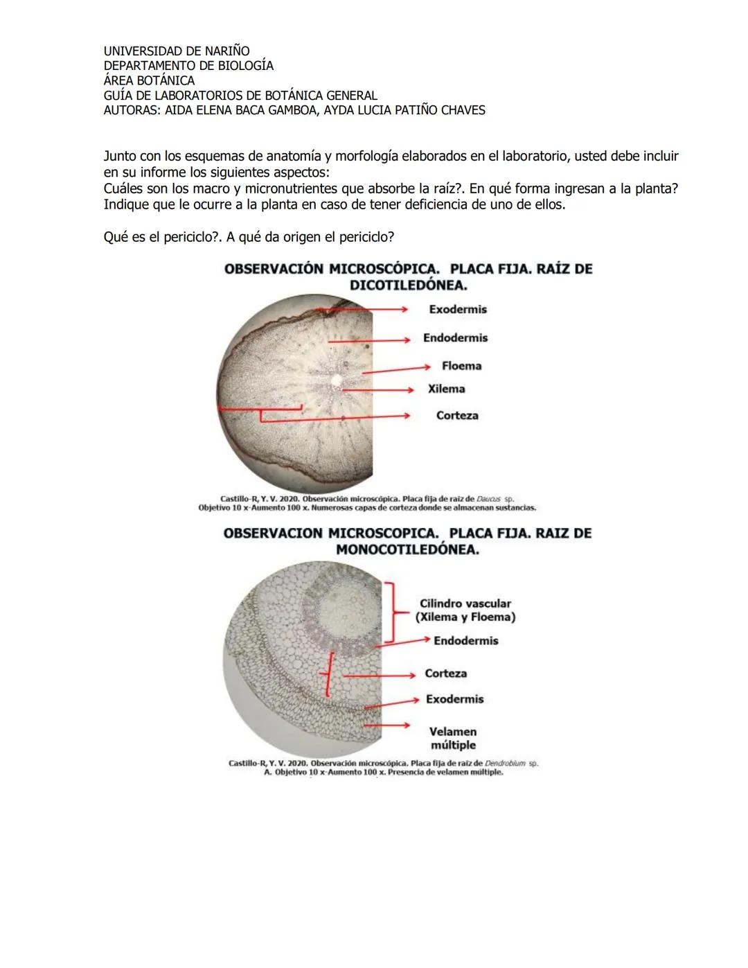 # UNIVERSIDAD DE NARIÑO
DEPARTAMENTO DE BIOLOGÍA
ÁREA BOTÁNICA
GUÍA DE LABORATORIOS DE BOTÁNICA GENERAL
AUTORAS: AIDA ELENA BACA GAMBOA, AYD
