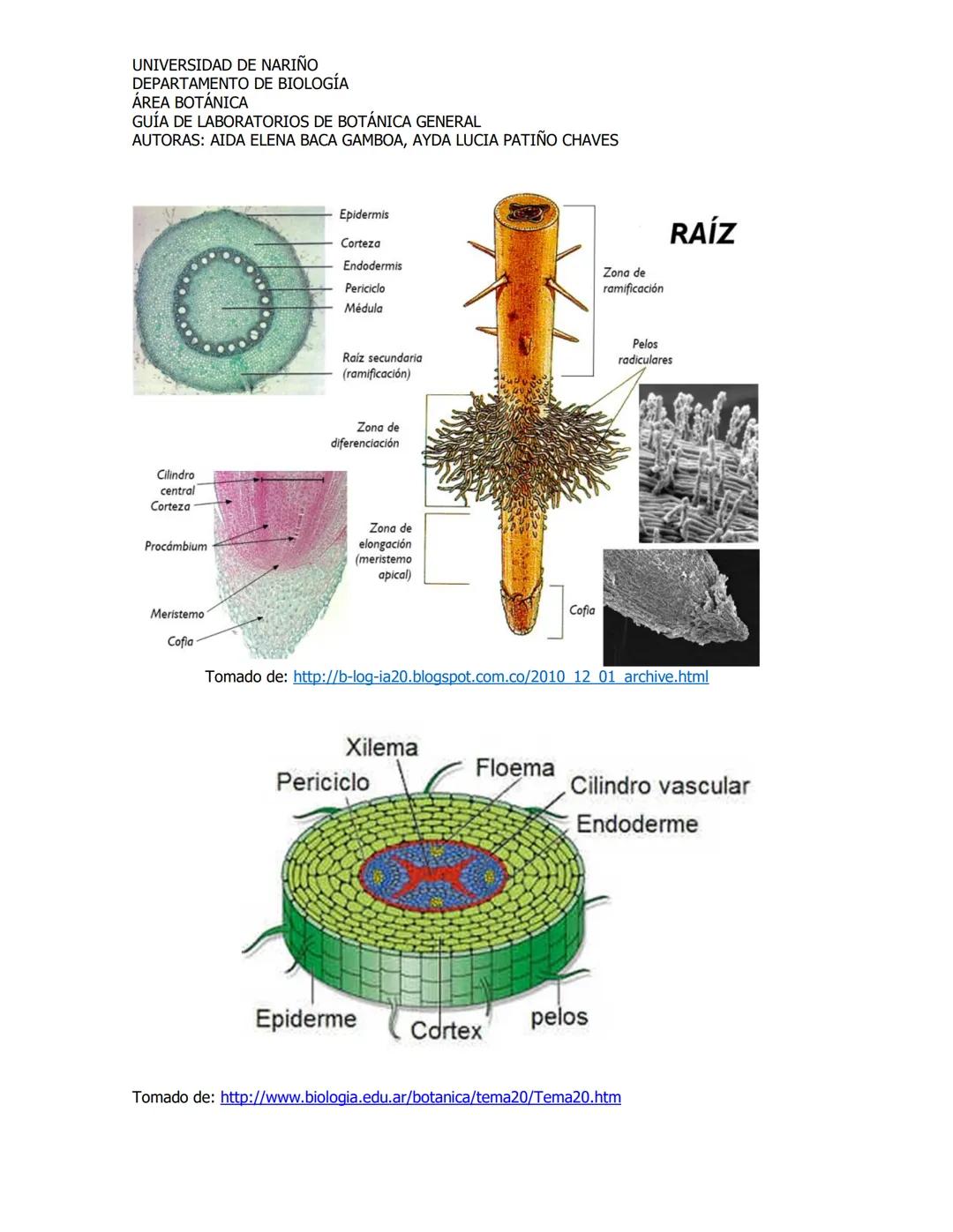 # UNIVERSIDAD DE NARIÑO
DEPARTAMENTO DE BIOLOGÍA
ÁREA BOTÁNICA
GUÍA DE LABORATORIOS DE BOTÁNICA GENERAL
AUTORAS: AIDA ELENA BACA GAMBOA, AYD