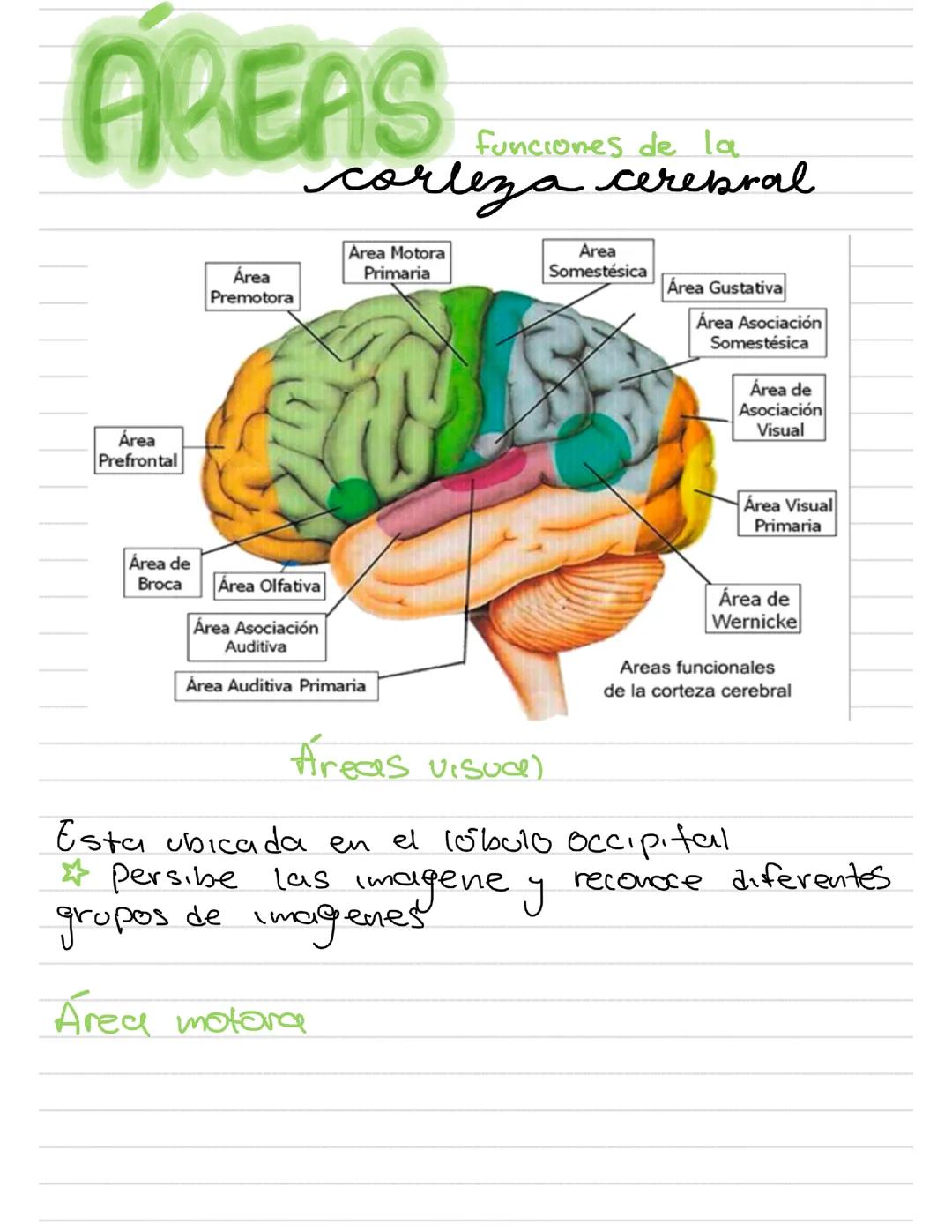 Morfofsiologiar cerebral