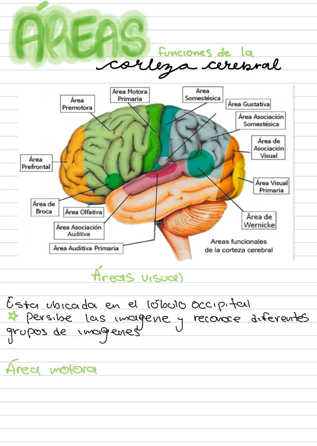 AREAS
funciones de la
corleza cerebral
Área
Prefrontal
Area Motora
Área
Primaria
Premotora
Area
Somestésica
Área Gustativa
Área Asociación
S