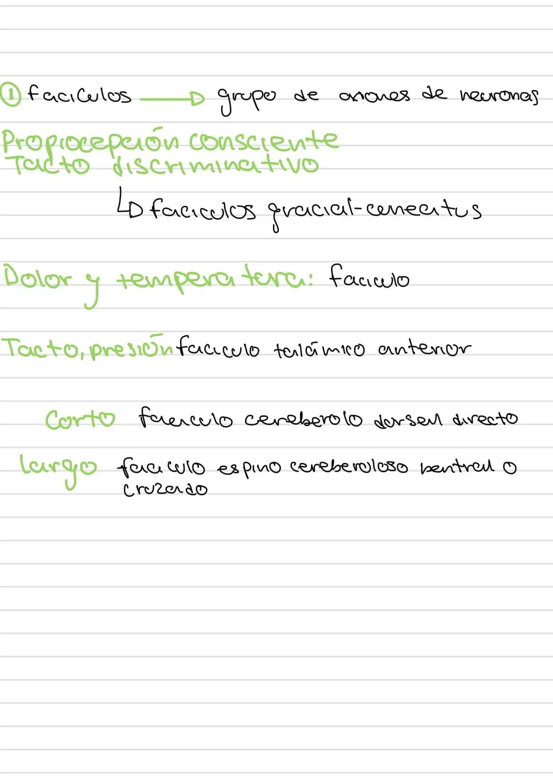 AREAS
funciones de la
corleza cerebral
Área
Prefrontal
Area Motora
Área
Primaria
Premotora
Area
Somestésica
Área Gustativa
Área Asociación
S