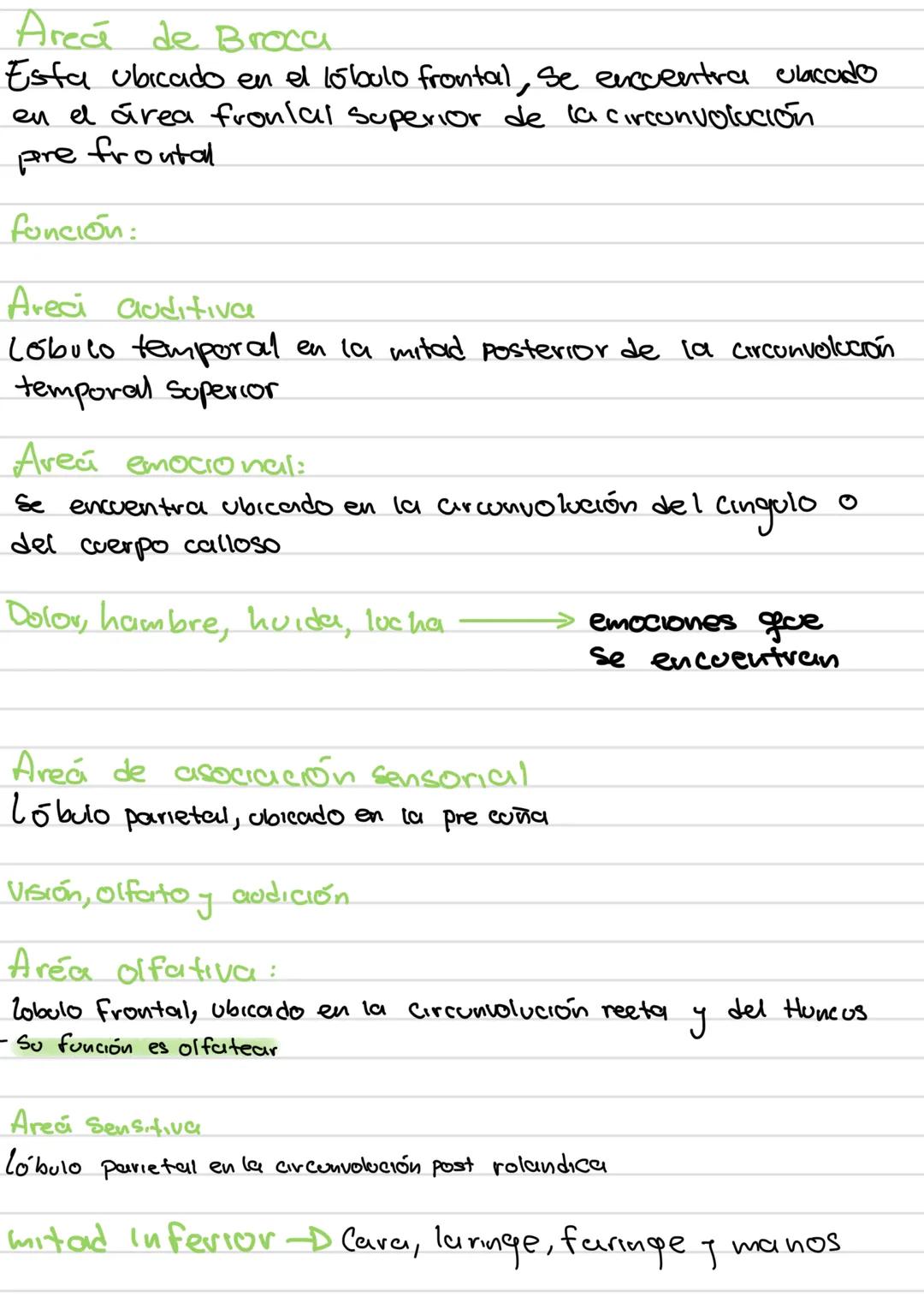 AREAS
funciones de la
corleza cerebral
Área
Prefrontal
Area Motora
Área
Primaria
Premotora
Area
Somestésica
Área Gustativa
Área Asociación
S