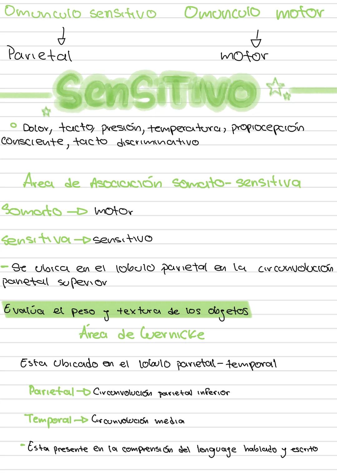 AREAS
funciones de la
corleza cerebral
Área
Prefrontal
Area Motora
Área
Primaria
Premotora
Area
Somestésica
Área Gustativa
Área Asociación
S