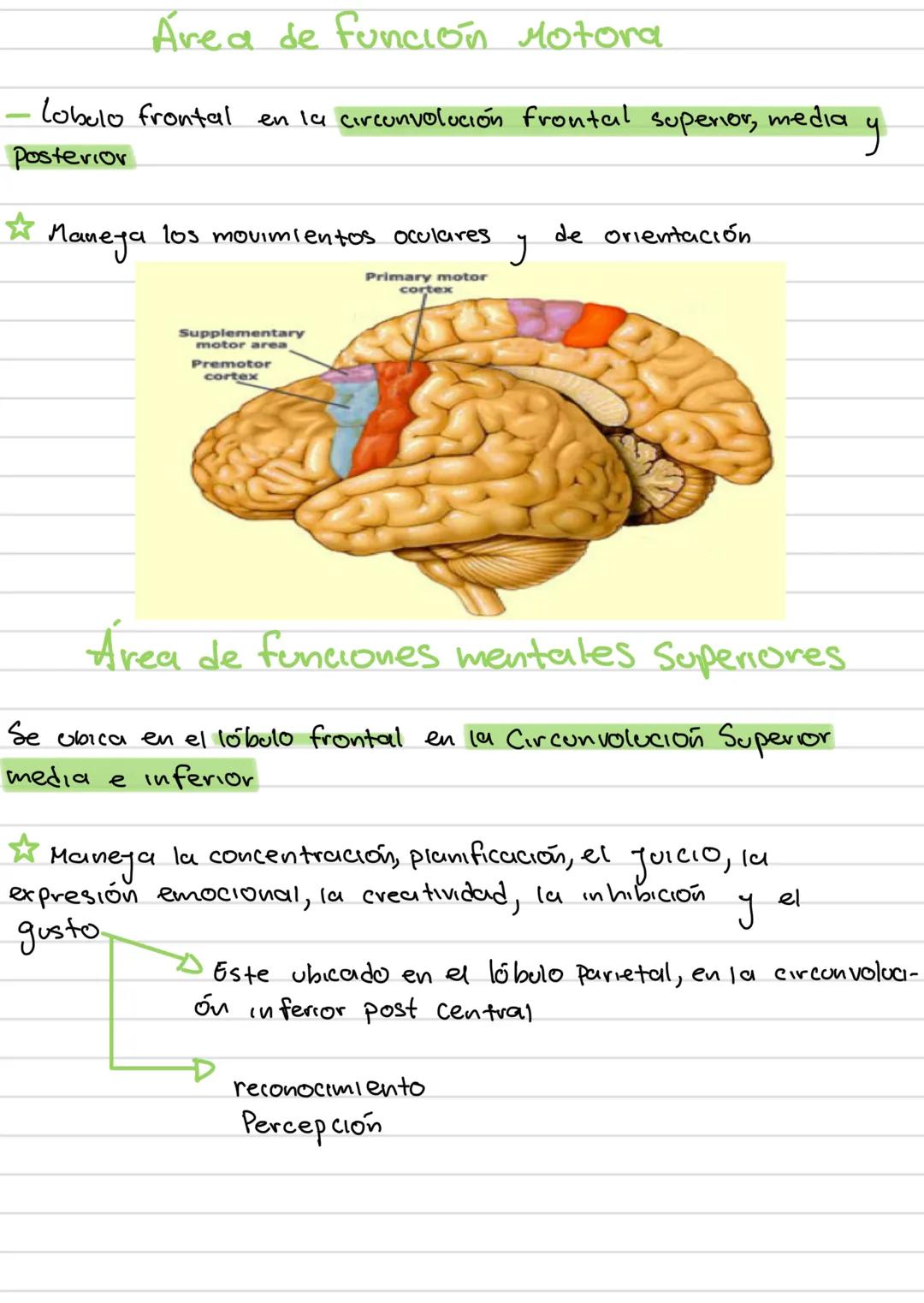 AREAS
funciones de la
corleza cerebral
Área
Prefrontal
Area Motora
Área
Primaria
Premotora
Area
Somestésica
Área Gustativa
Área Asociación
S