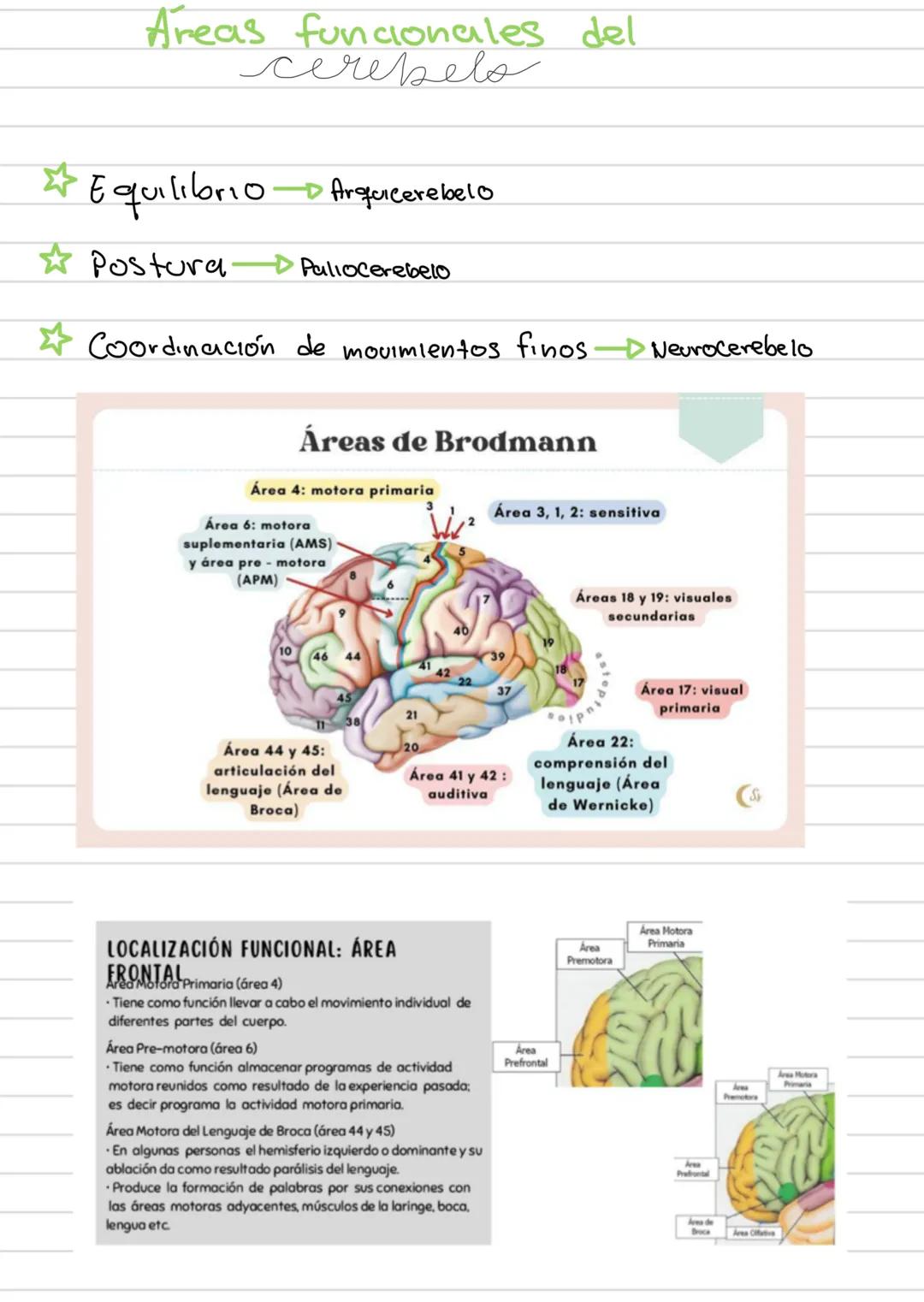 AREAS
funciones de la
corleza cerebral
Área
Prefrontal
Area Motora
Área
Primaria
Premotora
Area
Somestésica
Área Gustativa
Área Asociación
S