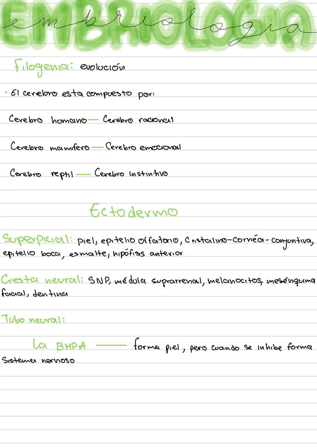 AREAS
funciones de la
corleza cerebral
Área
Prefrontal
Area Motora
Área
Primaria
Premotora
Area
Somestésica
Área Gustativa
Área Asociación
S