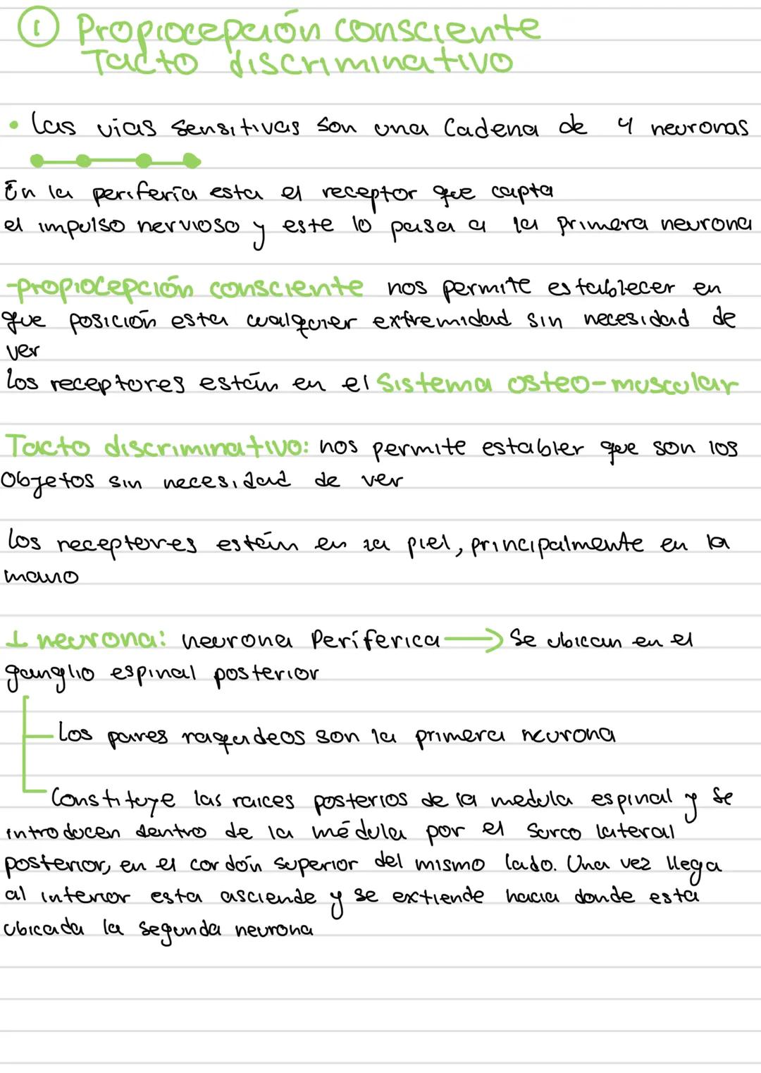 AREAS
funciones de la
corleza cerebral
Área
Prefrontal
Area Motora
Área
Primaria
Premotora
Area
Somestésica
Área Gustativa
Área Asociación
S