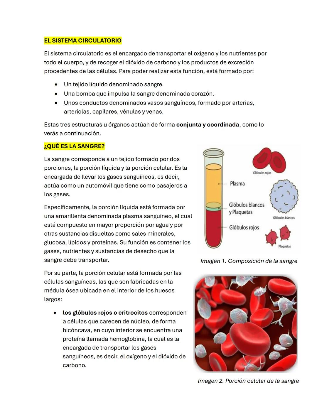 # EL SISTEMA CIRCULATORIO
El sistema circulatorio es el encargado de transportar el oxígeno y los nutrientes por
todo el cuerpo, y de recog