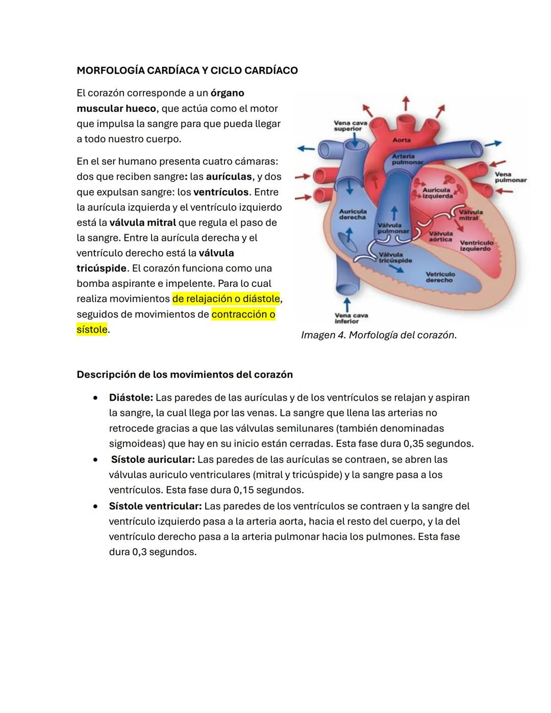 # EL SISTEMA CIRCULATORIO
El sistema circulatorio es el encargado de transportar el oxígeno y los nutrientes por
todo el cuerpo, y de recog
