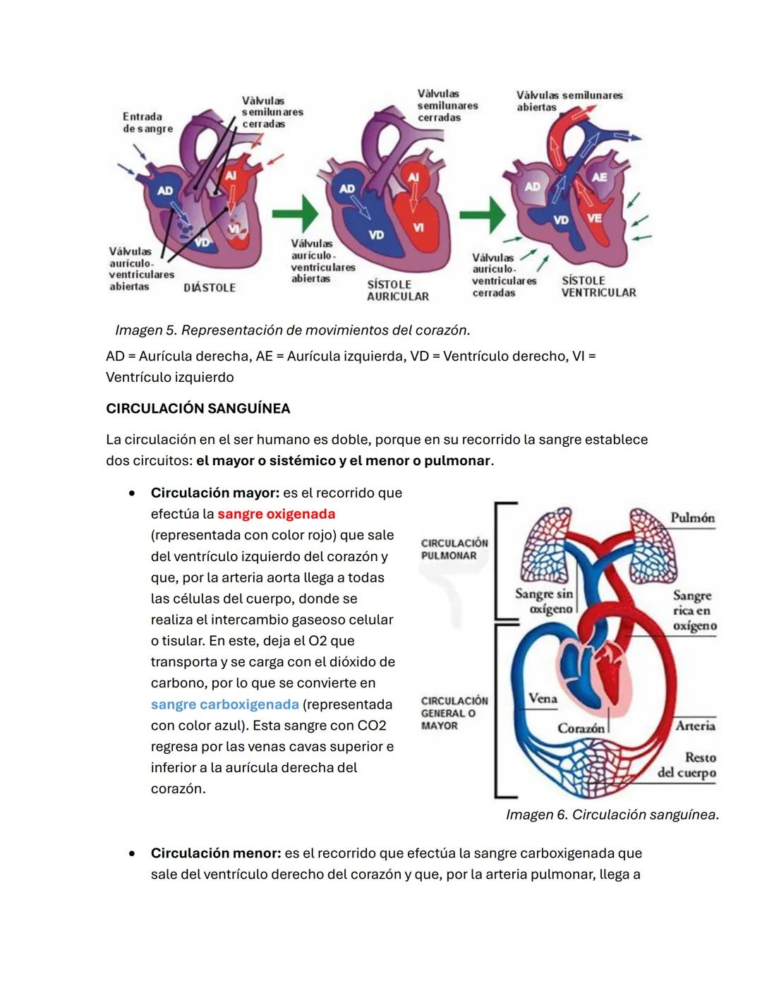 # EL SISTEMA CIRCULATORIO
El sistema circulatorio es el encargado de transportar el oxígeno y los nutrientes por
todo el cuerpo, y de recog