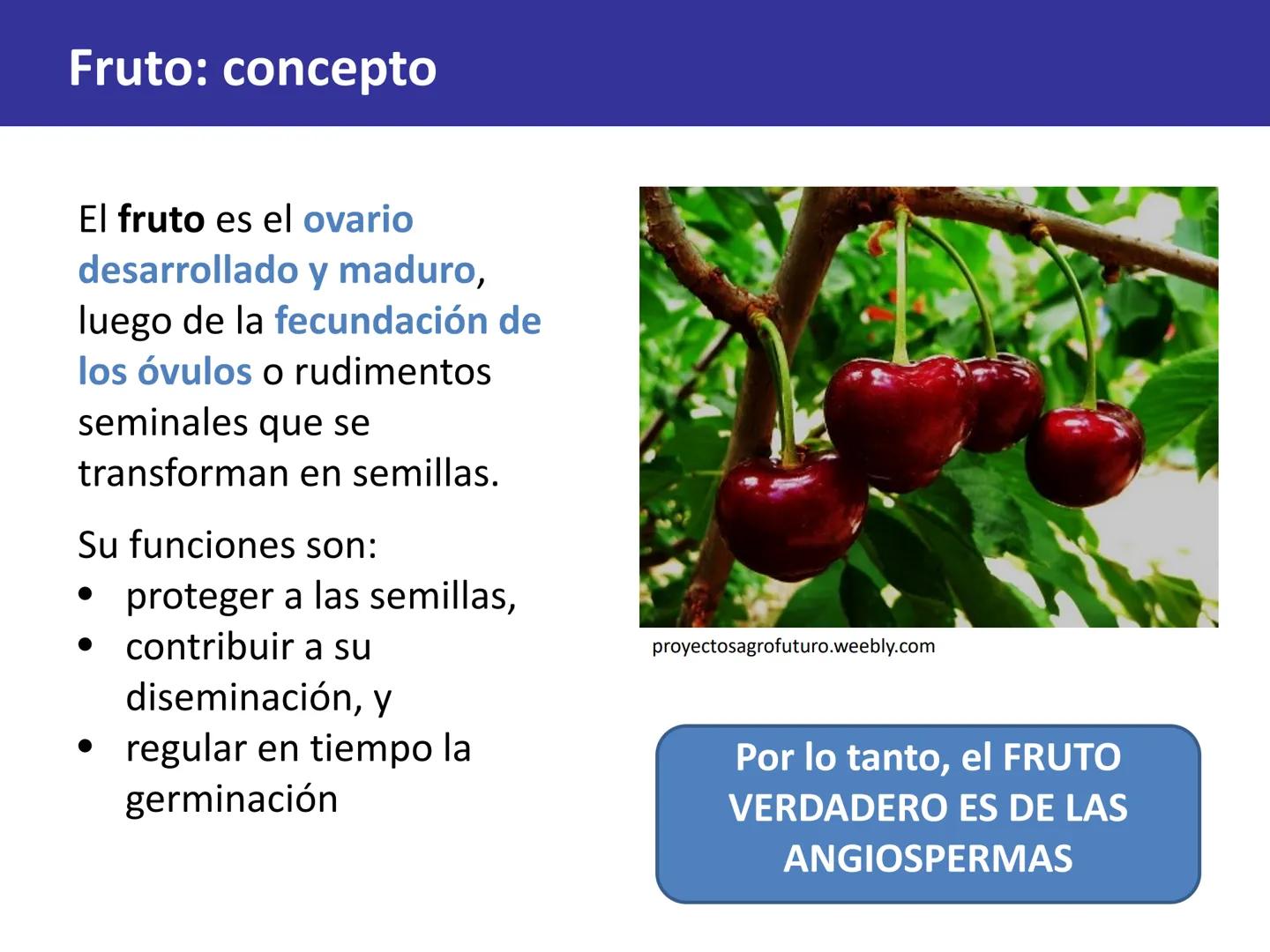 Fruto: concepto
El fruto es el ovario
desarrollado y maduro,
luego de la fecundación de
los óvulos o rudimentos
seminales que se
transforman