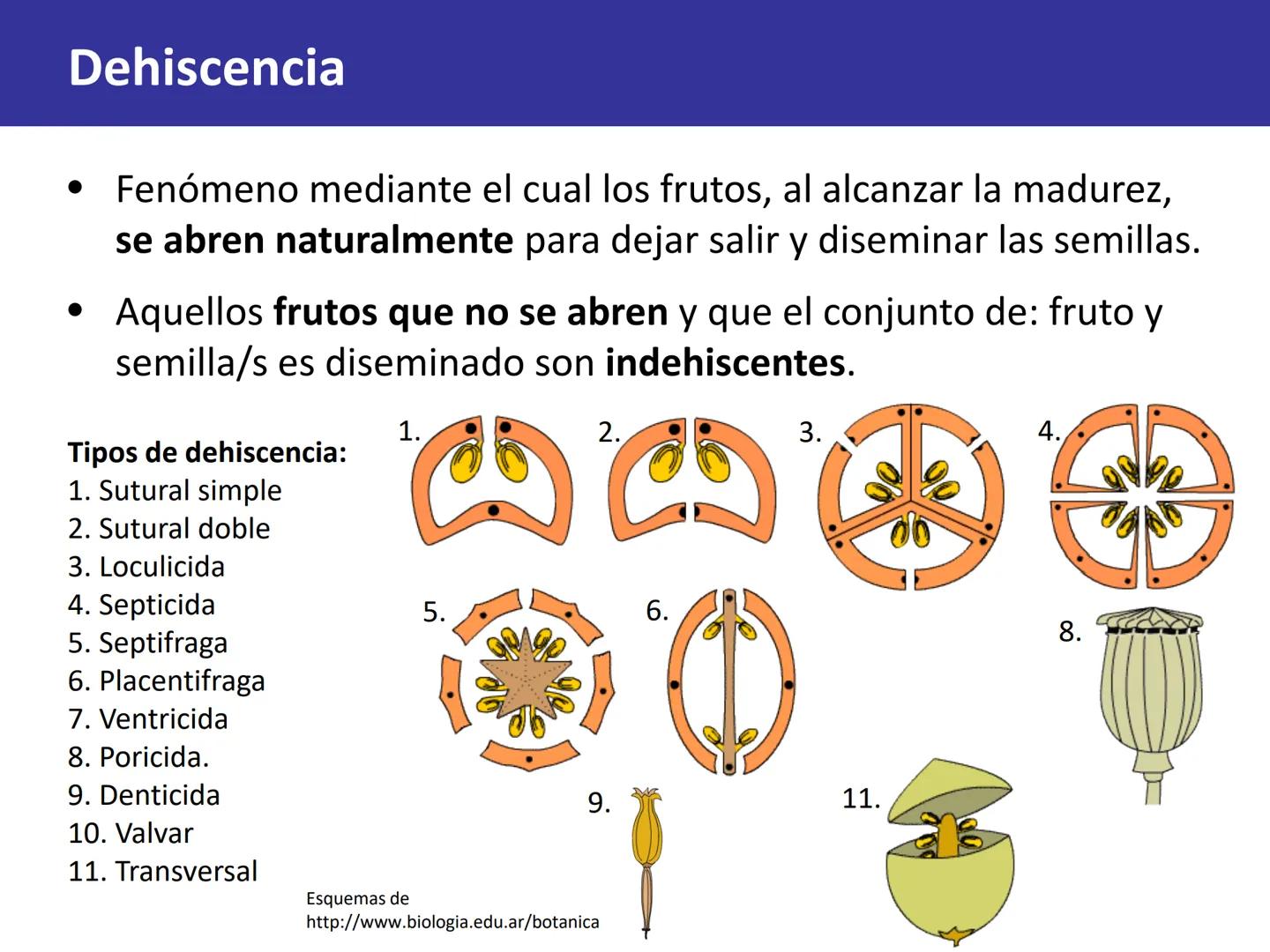 Fruto: concepto
El fruto es el ovario
desarrollado y maduro,
luego de la fecundación de
los óvulos o rudimentos
seminales que se
transforman