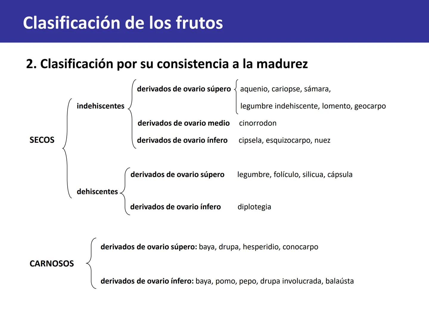 Fruto: concepto
El fruto es el ovario
desarrollado y maduro,
luego de la fecundación de
los óvulos o rudimentos
seminales que se
transforman