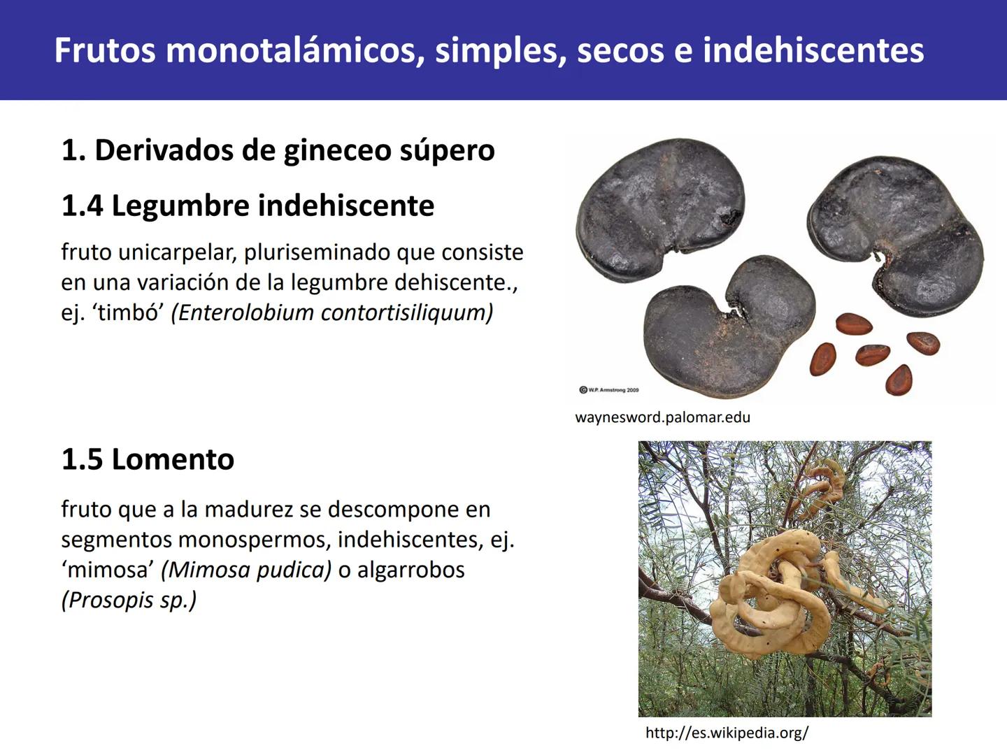 Fruto: concepto
El fruto es el ovario
desarrollado y maduro,
luego de la fecundación de
los óvulos o rudimentos
seminales que se
transforman