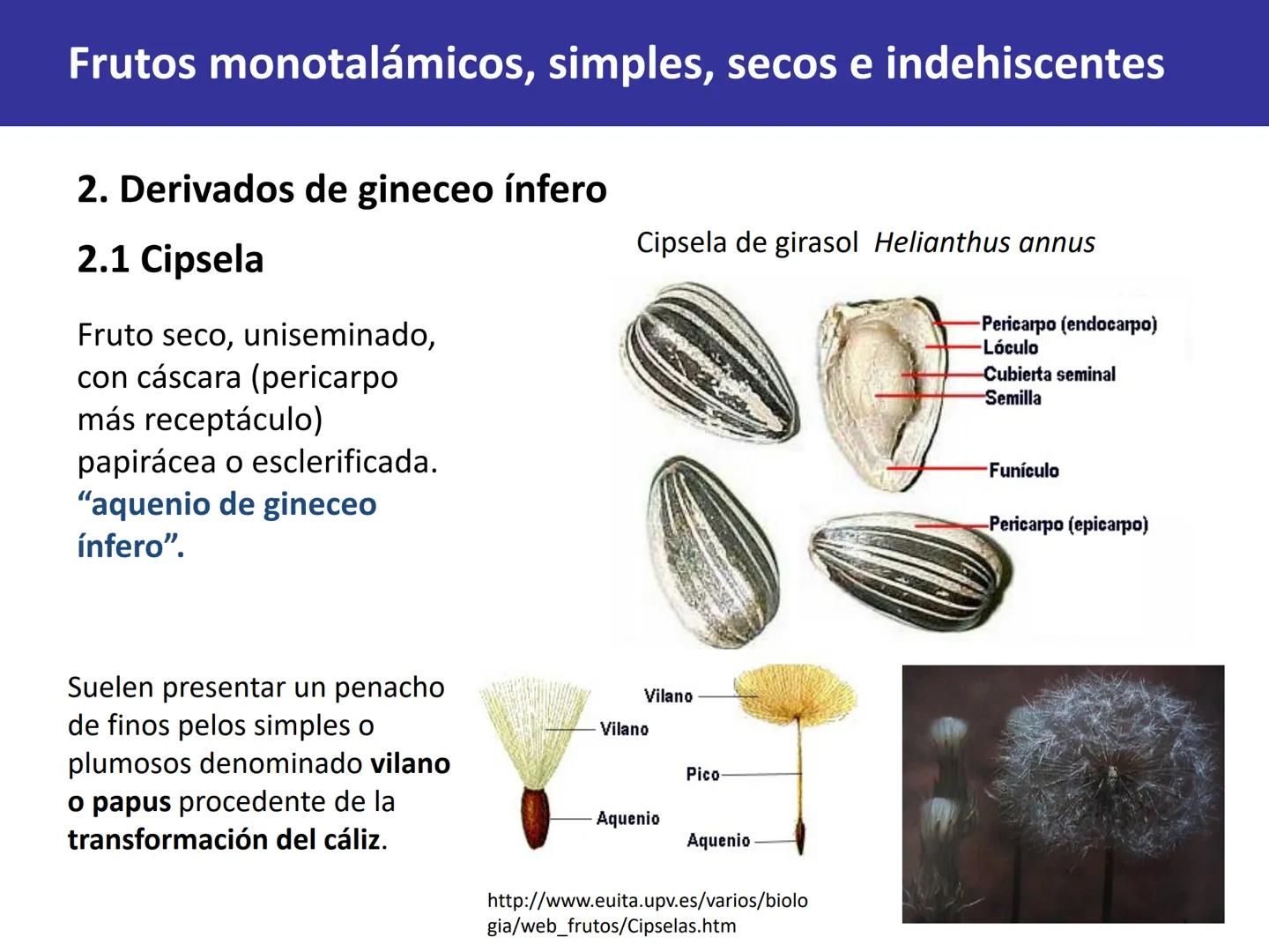 Fruto: concepto
El fruto es el ovario
desarrollado y maduro,
luego de la fecundación de
los óvulos o rudimentos
seminales que se
transforman