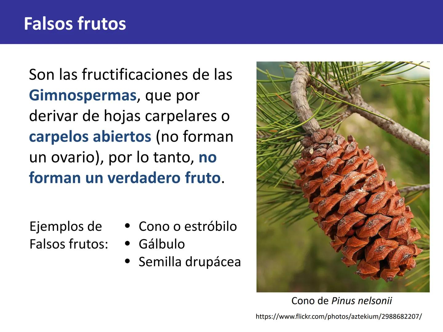 Fruto: concepto
El fruto es el ovario
desarrollado y maduro,
luego de la fecundación de
los óvulos o rudimentos
seminales que se
transforman
