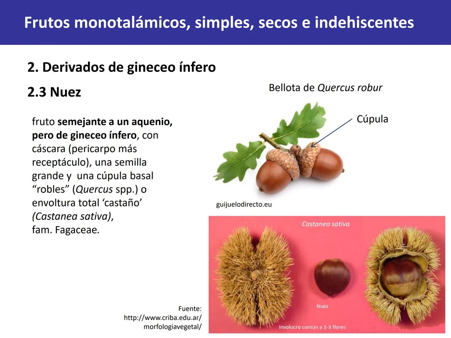 Fruto: concepto
El fruto es el ovario
desarrollado y maduro,
luego de la fecundación de
los óvulos o rudimentos
seminales que se
transforman