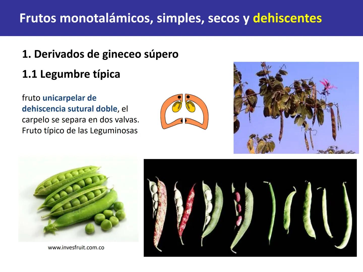 Fruto: concepto
El fruto es el ovario
desarrollado y maduro,
luego de la fecundación de
los óvulos o rudimentos
seminales que se
transforman