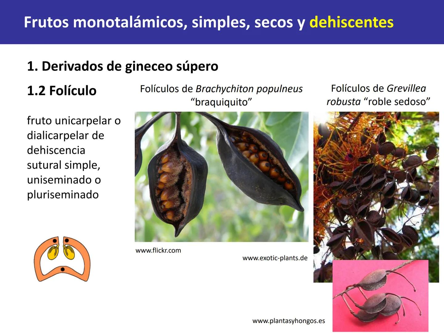Fruto: concepto
El fruto es el ovario
desarrollado y maduro,
luego de la fecundación de
los óvulos o rudimentos
seminales que se
transforman