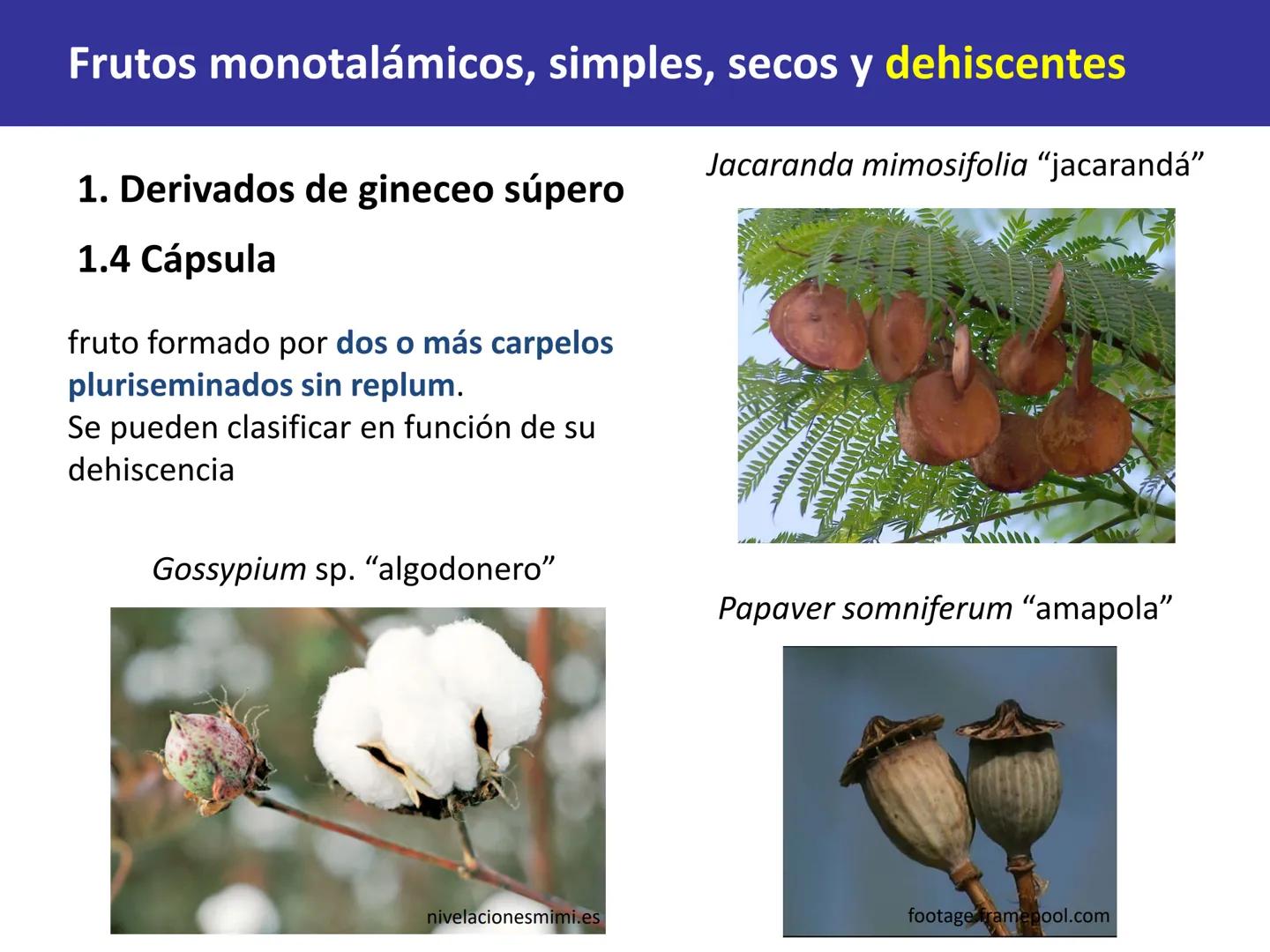 Fruto: concepto
El fruto es el ovario
desarrollado y maduro,
luego de la fecundación de
los óvulos o rudimentos
seminales que se
transforman