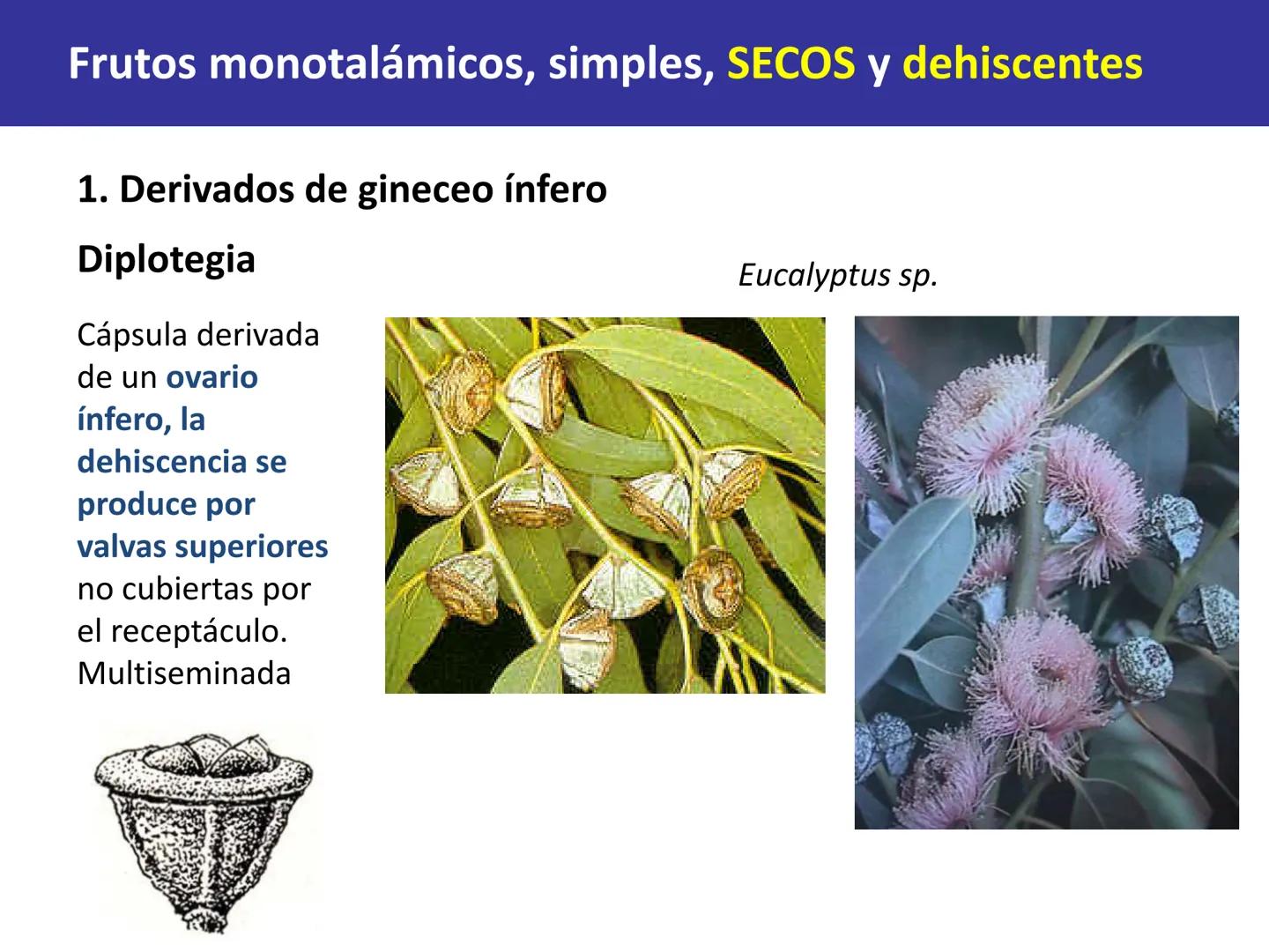 Fruto: concepto
El fruto es el ovario
desarrollado y maduro,
luego de la fecundación de
los óvulos o rudimentos
seminales que se
transforman