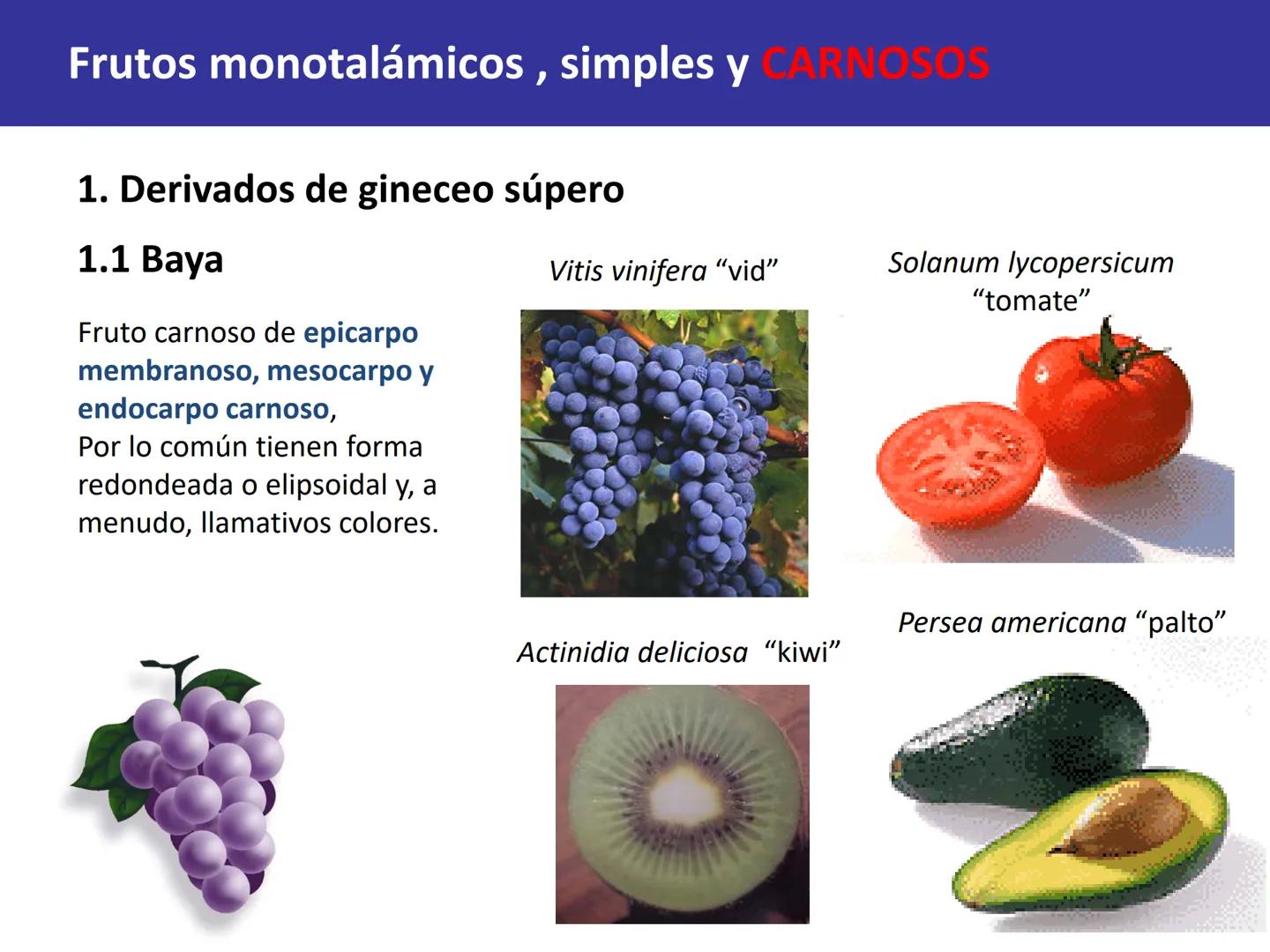 Fruto: concepto
El fruto es el ovario
desarrollado y maduro,
luego de la fecundación de
los óvulos o rudimentos
seminales que se
transforman