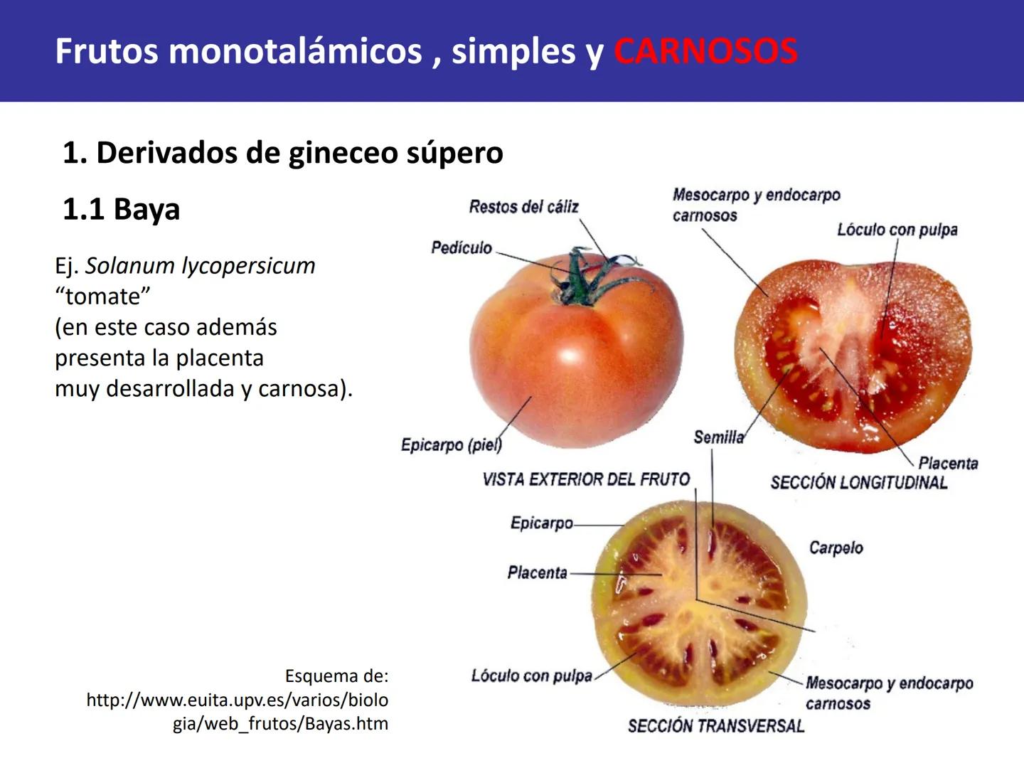 Fruto: concepto
El fruto es el ovario
desarrollado y maduro,
luego de la fecundación de
los óvulos o rudimentos
seminales que se
transforman