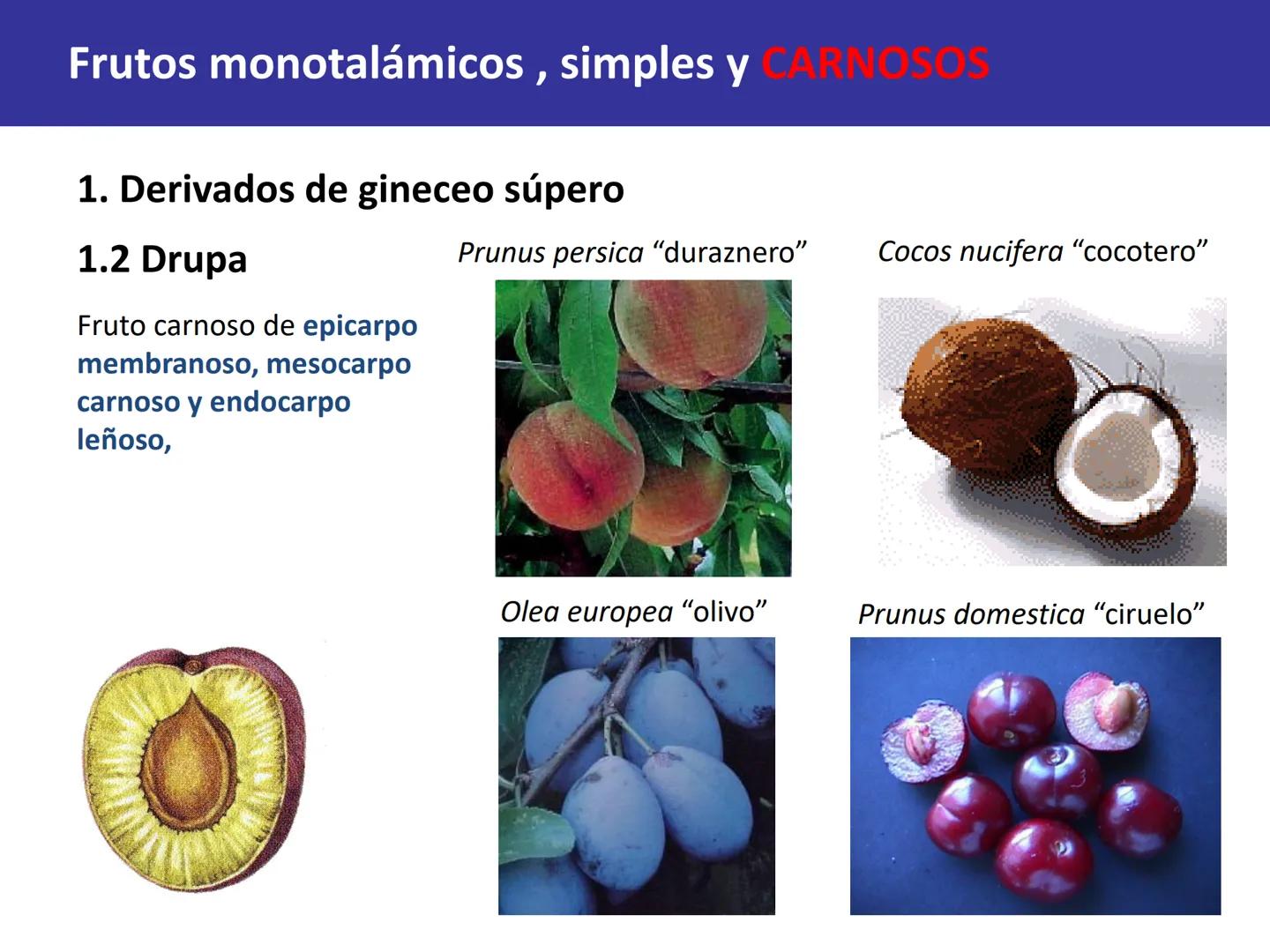 Fruto: concepto
El fruto es el ovario
desarrollado y maduro,
luego de la fecundación de
los óvulos o rudimentos
seminales que se
transforman