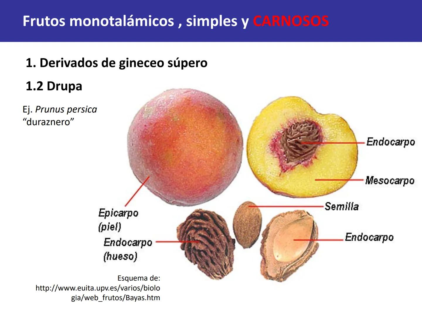Fruto: concepto
El fruto es el ovario
desarrollado y maduro,
luego de la fecundación de
los óvulos o rudimentos
seminales que se
transforman