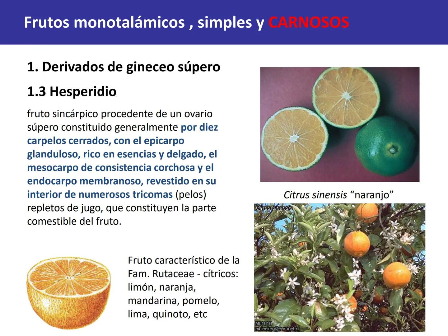 Fruto: concepto
El fruto es el ovario
desarrollado y maduro,
luego de la fecundación de
los óvulos o rudimentos
seminales que se
transforman