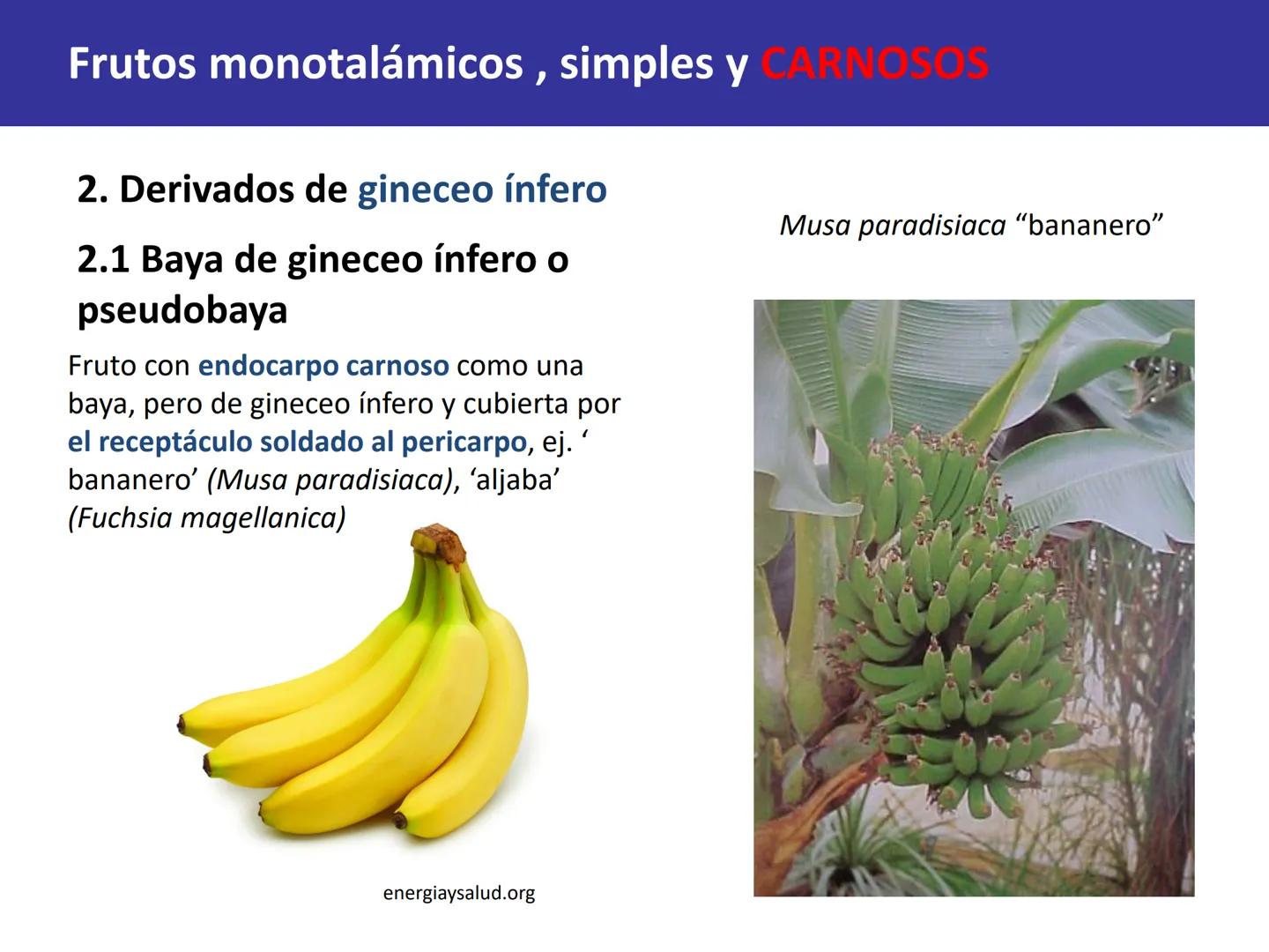 Fruto: concepto
El fruto es el ovario
desarrollado y maduro,
luego de la fecundación de
los óvulos o rudimentos
seminales que se
transforman