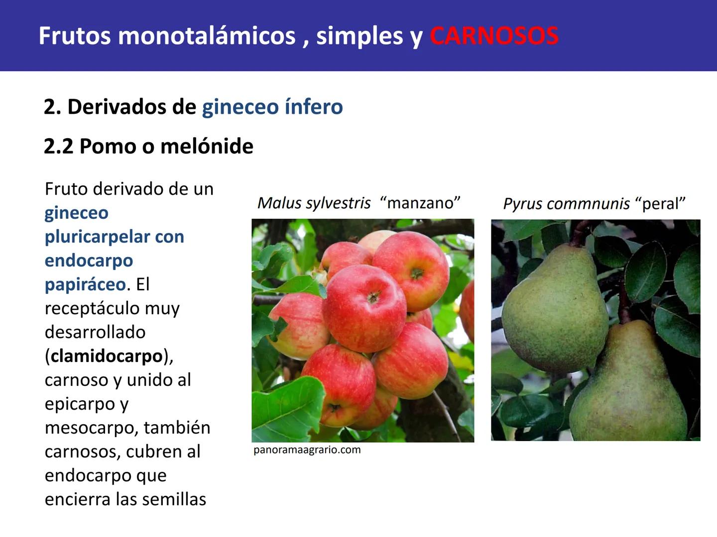 Fruto: concepto
El fruto es el ovario
desarrollado y maduro,
luego de la fecundación de
los óvulos o rudimentos
seminales que se
transforman