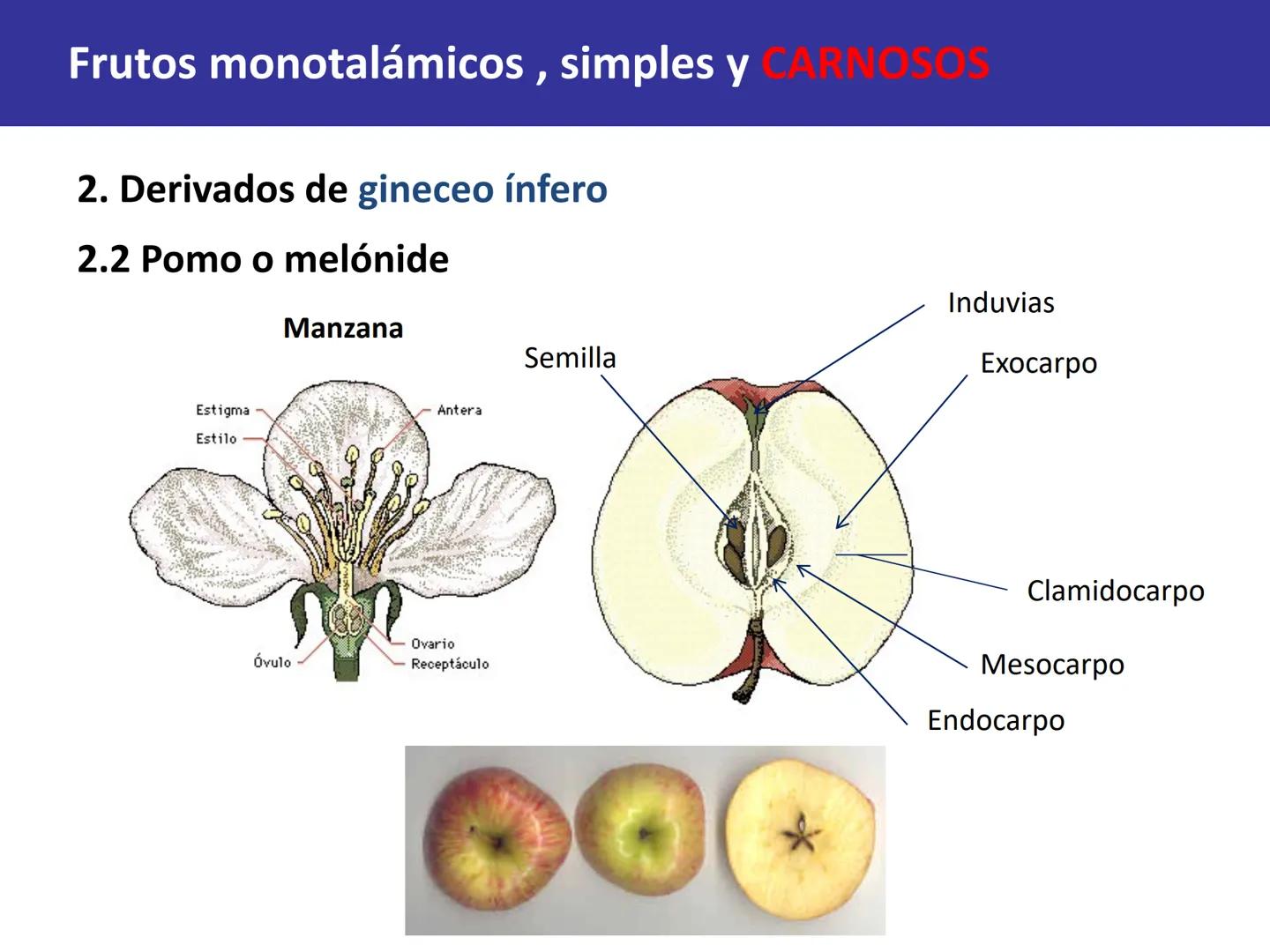 Fruto: concepto
El fruto es el ovario
desarrollado y maduro,
luego de la fecundación de
los óvulos o rudimentos
seminales que se
transforman