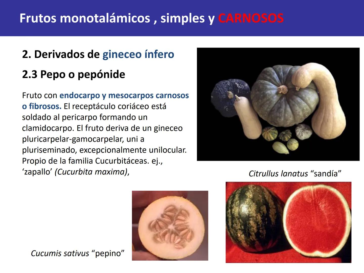 Fruto: concepto
El fruto es el ovario
desarrollado y maduro,
luego de la fecundación de
los óvulos o rudimentos
seminales que se
transforman