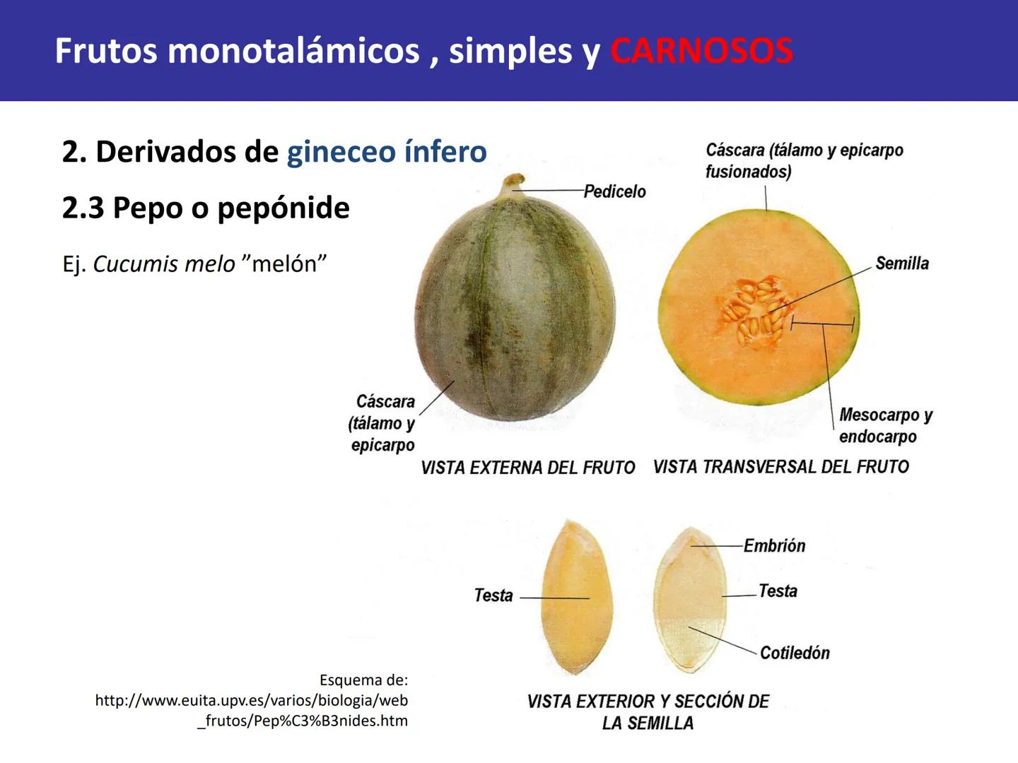 Fruto: concepto
El fruto es el ovario
desarrollado y maduro,
luego de la fecundación de
los óvulos o rudimentos
seminales que se
transforman