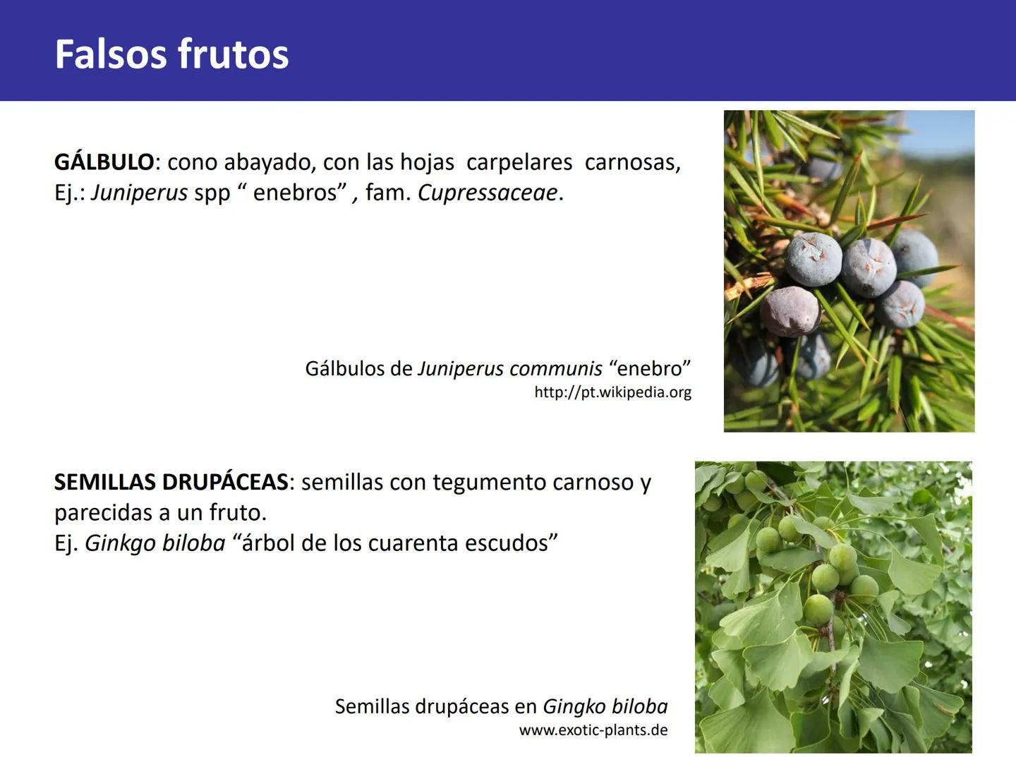 Fruto: concepto
El fruto es el ovario
desarrollado y maduro,
luego de la fecundación de
los óvulos o rudimentos
seminales que se
transforman
