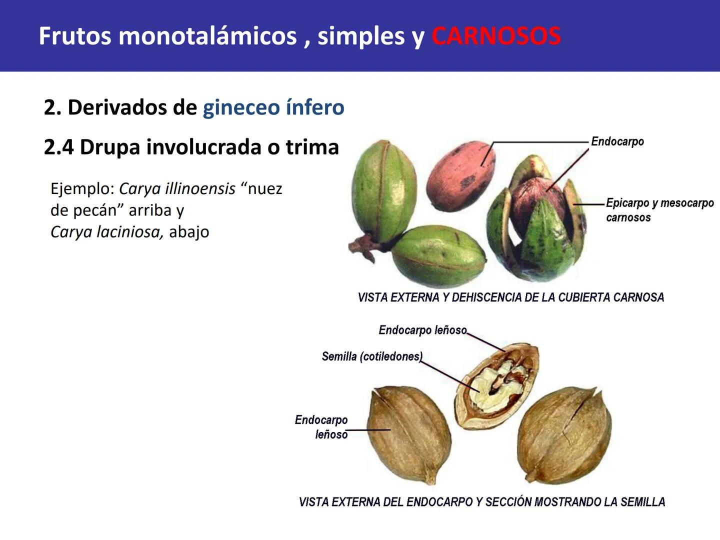 Fruto: concepto
El fruto es el ovario
desarrollado y maduro,
luego de la fecundación de
los óvulos o rudimentos
seminales que se
transforman