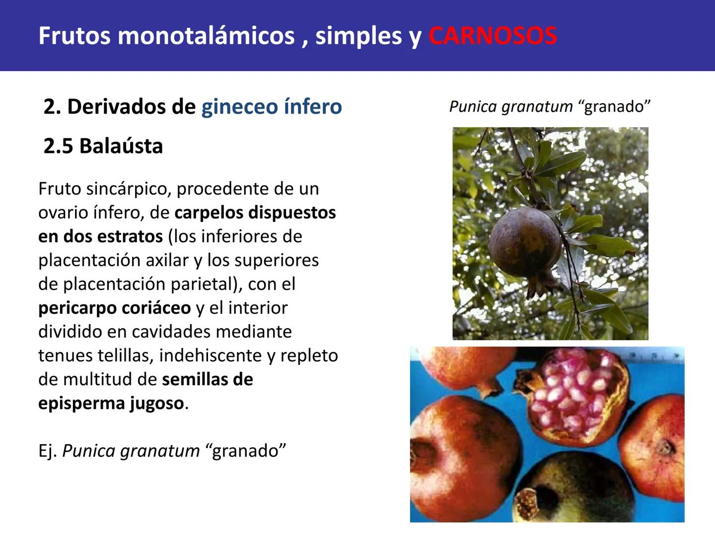 Fruto: concepto
El fruto es el ovario
desarrollado y maduro,
luego de la fecundación de
los óvulos o rudimentos
seminales que se
transforman