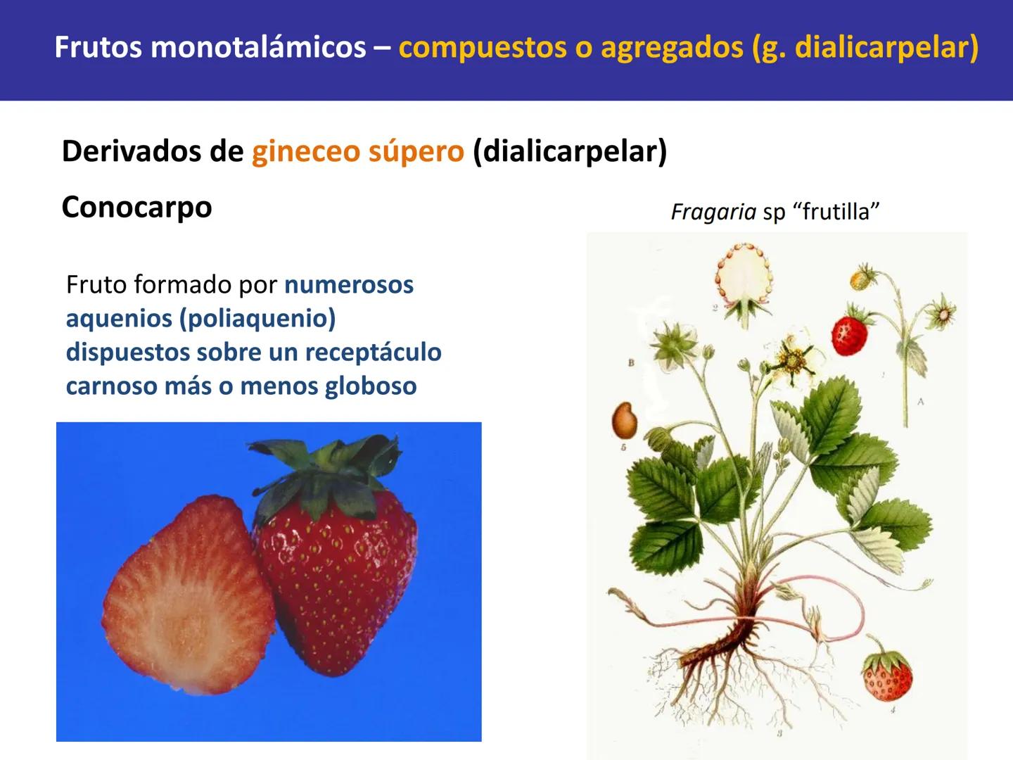 Fruto: concepto
El fruto es el ovario
desarrollado y maduro,
luego de la fecundación de
los óvulos o rudimentos
seminales que se
transforman
